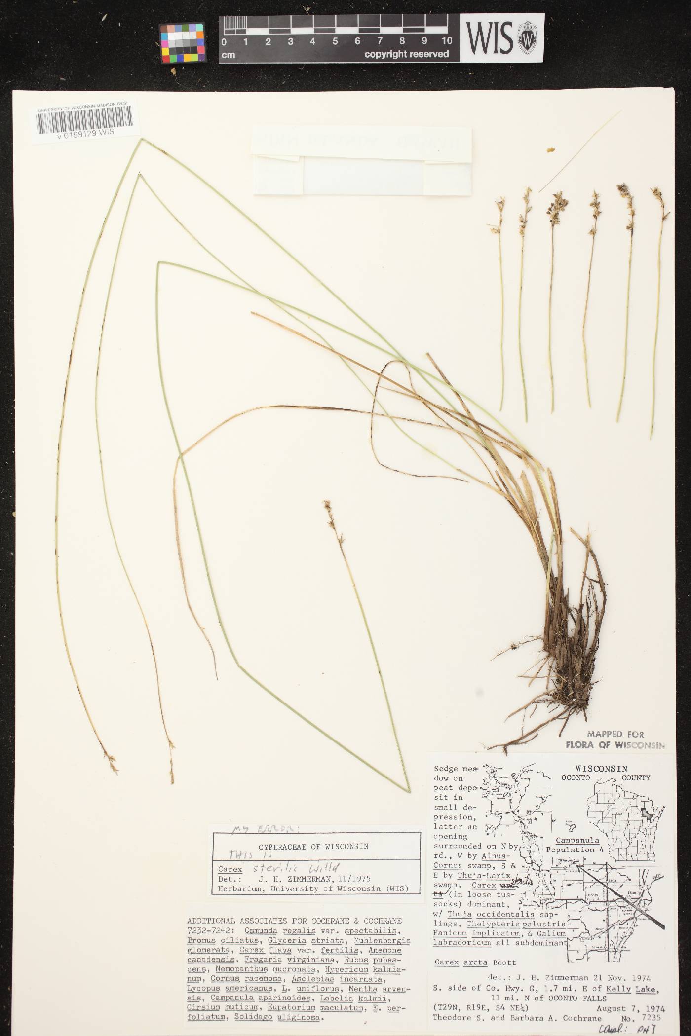Carex sterilis image