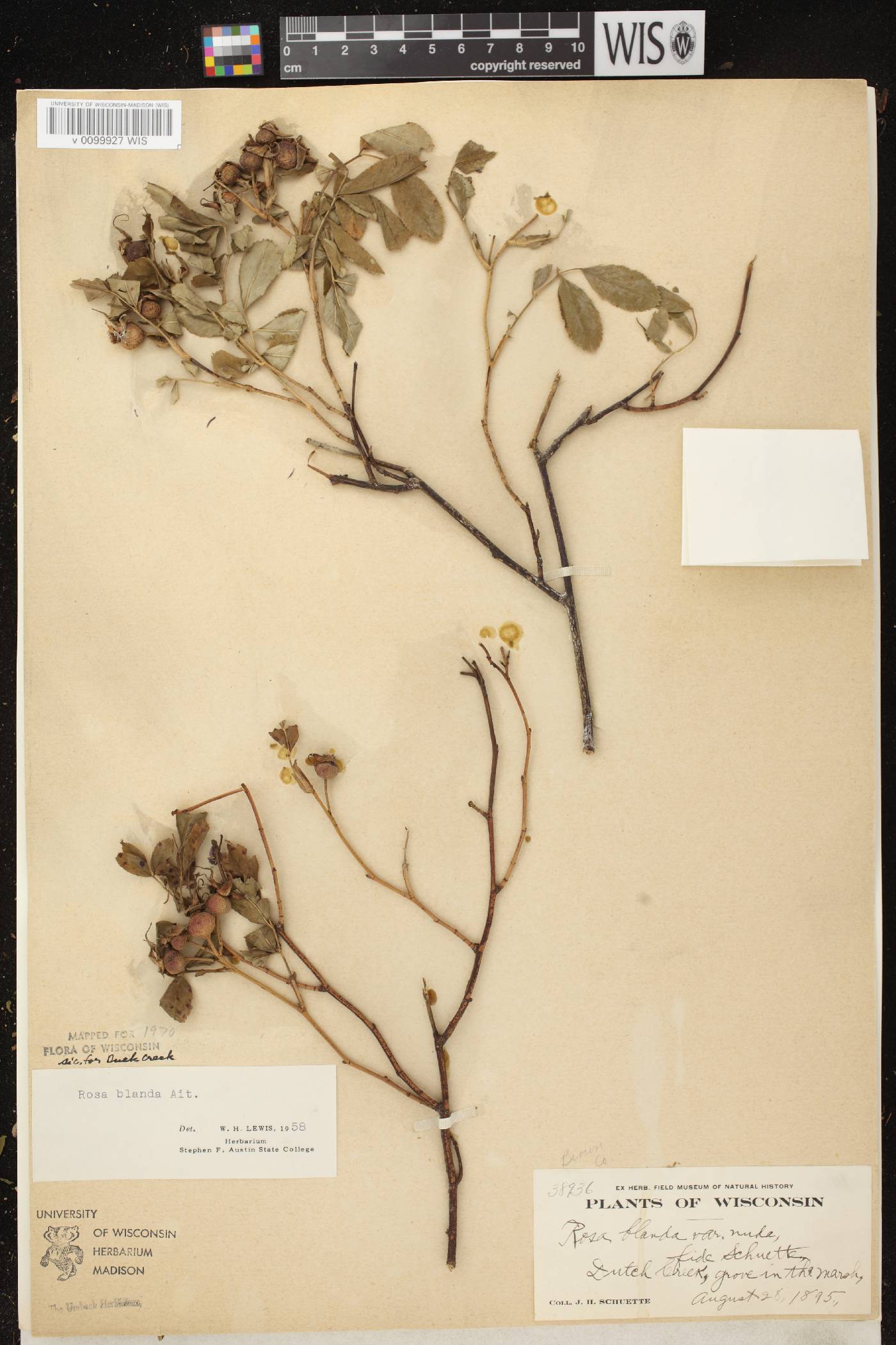 Rosa blanda image