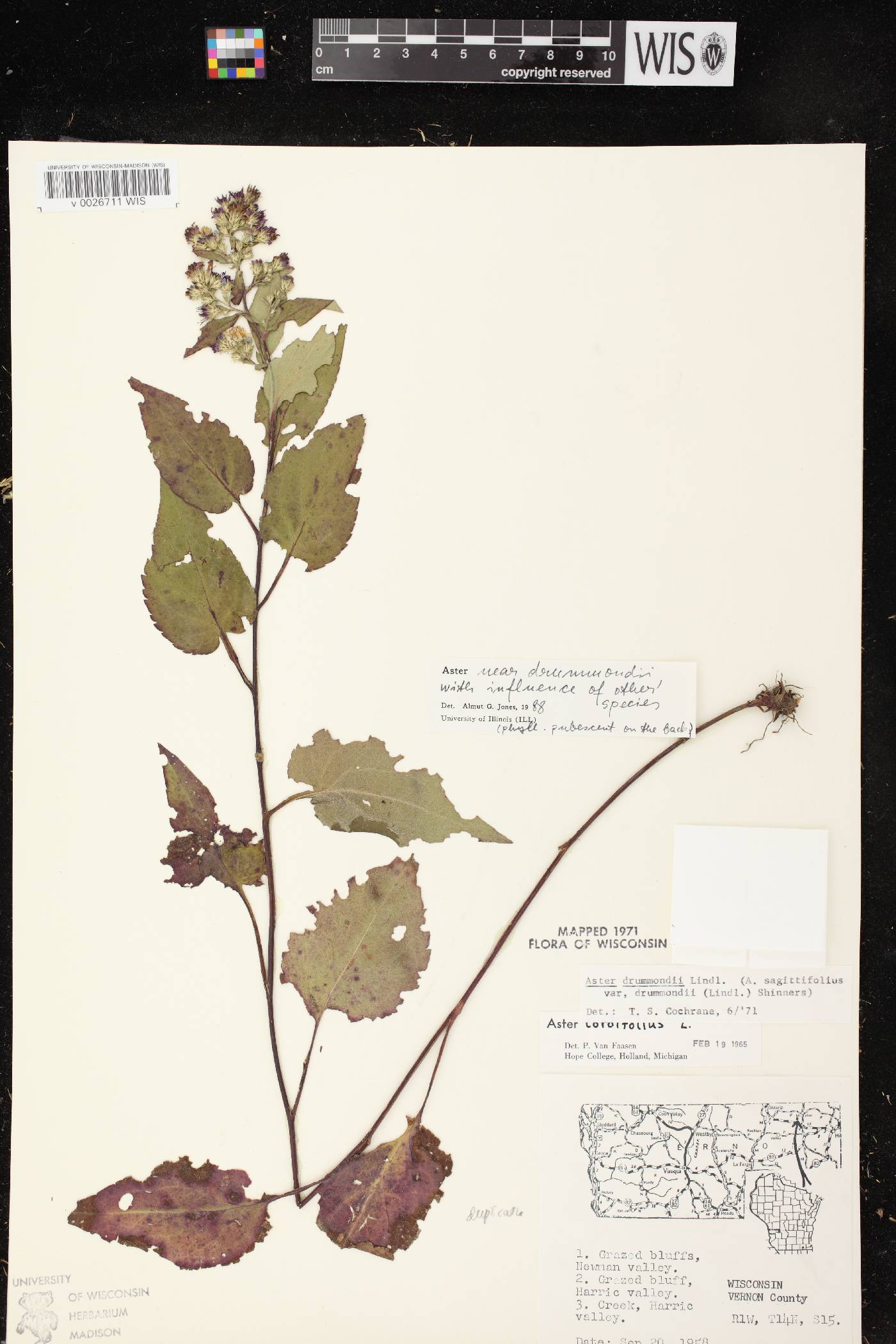 Symphyotrichum drummondii var. drummondii image