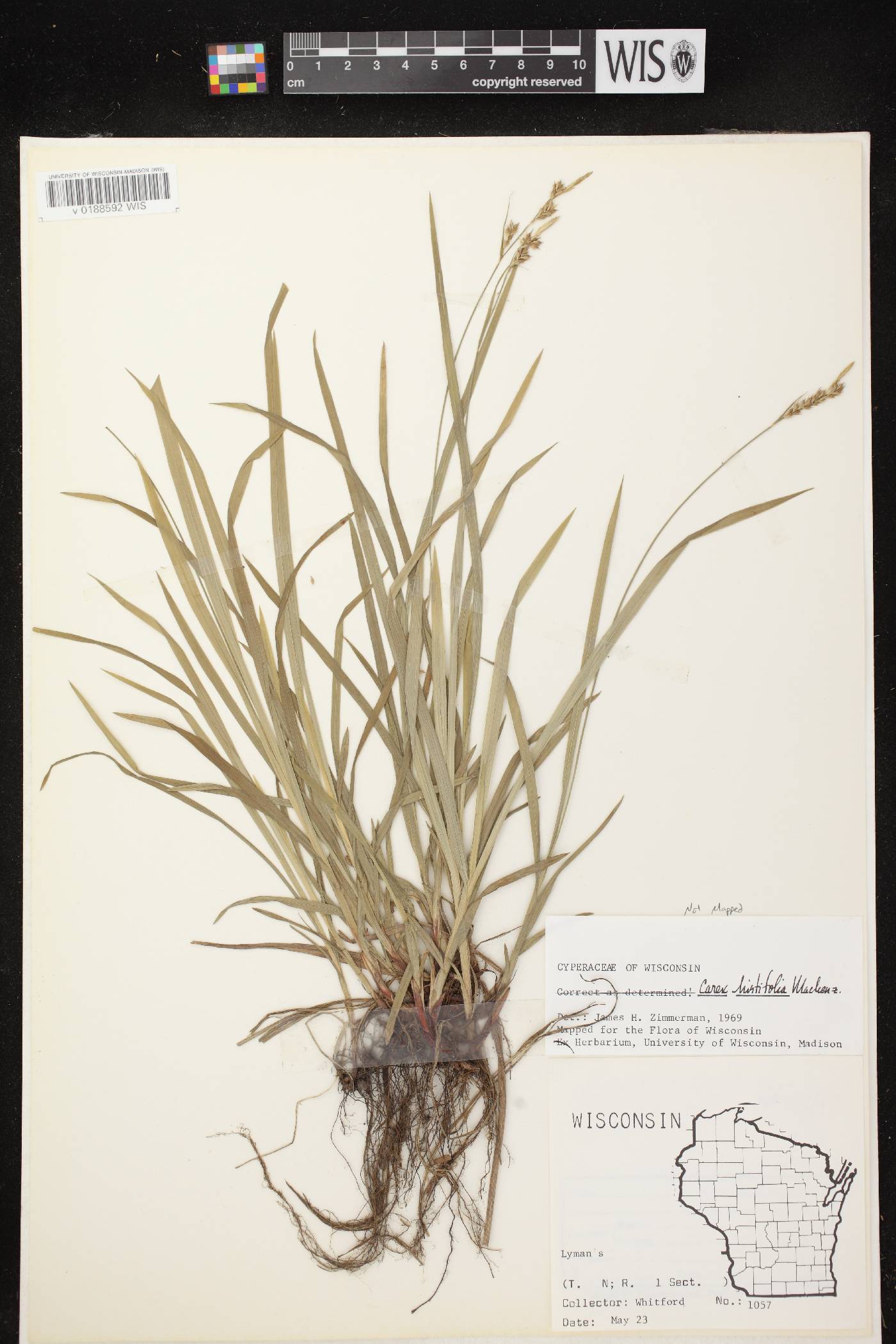 Carex hirtifolia image