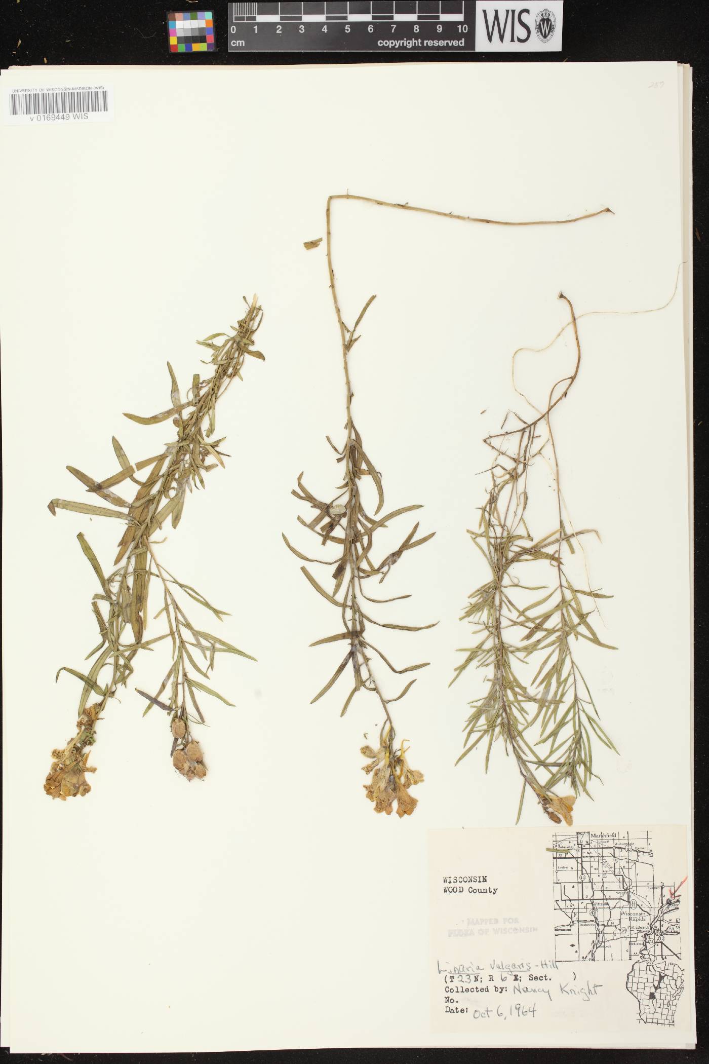 Linaria vulgaris image