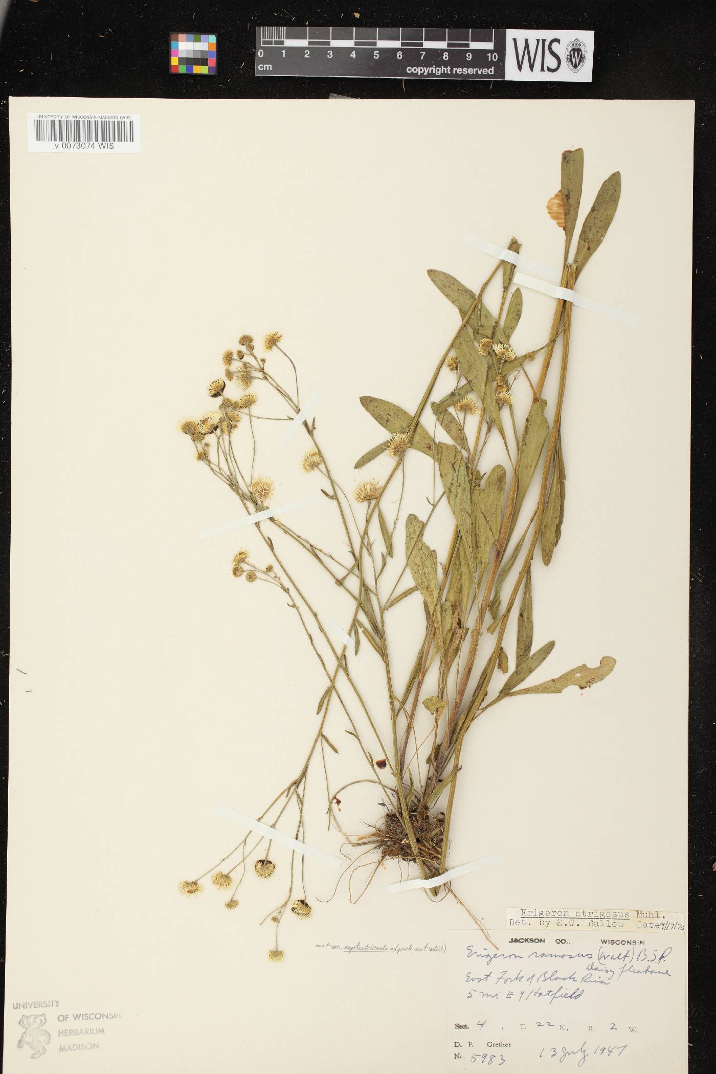 Erigeron strigosus image
