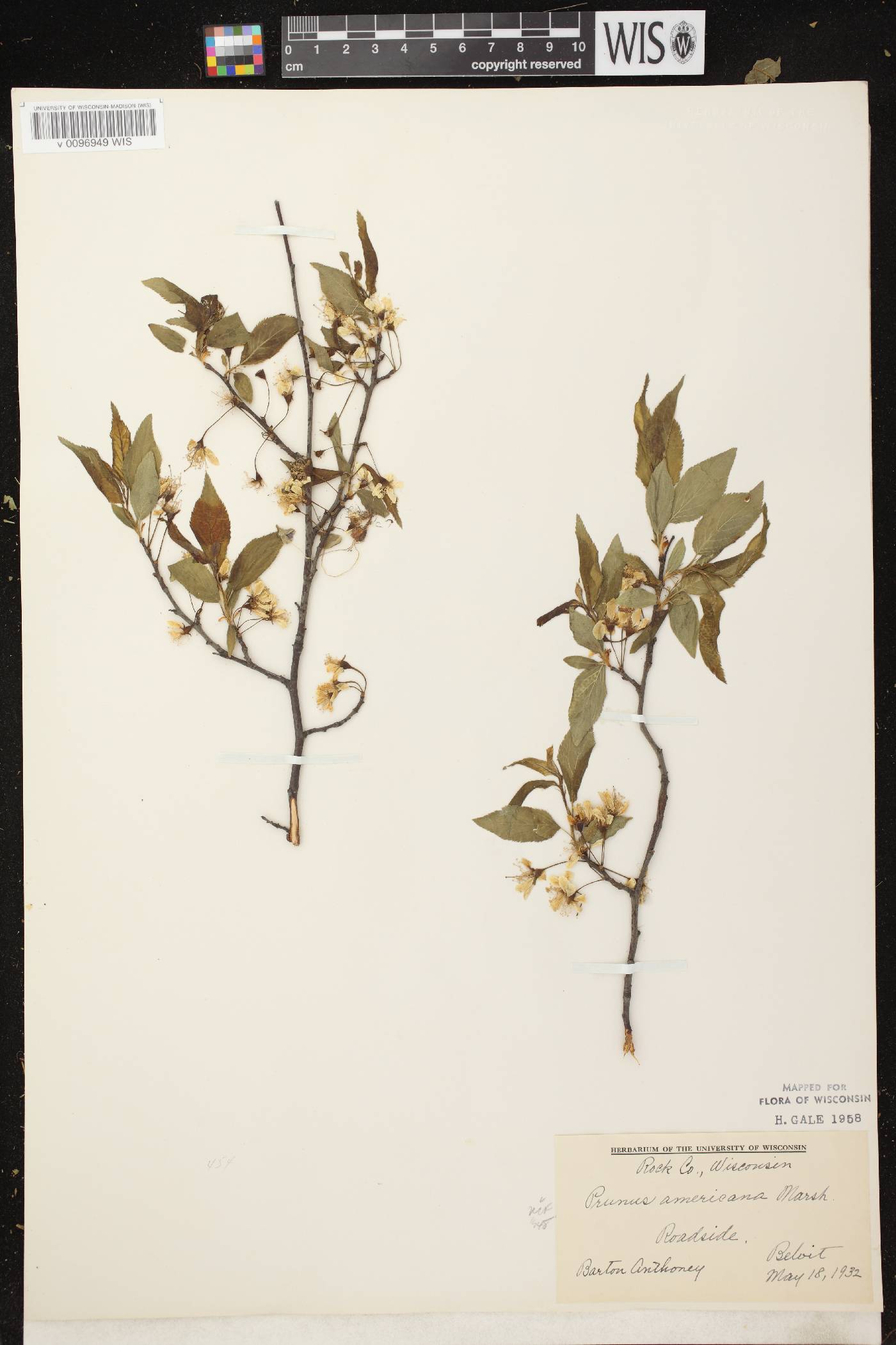 Prunus americana image