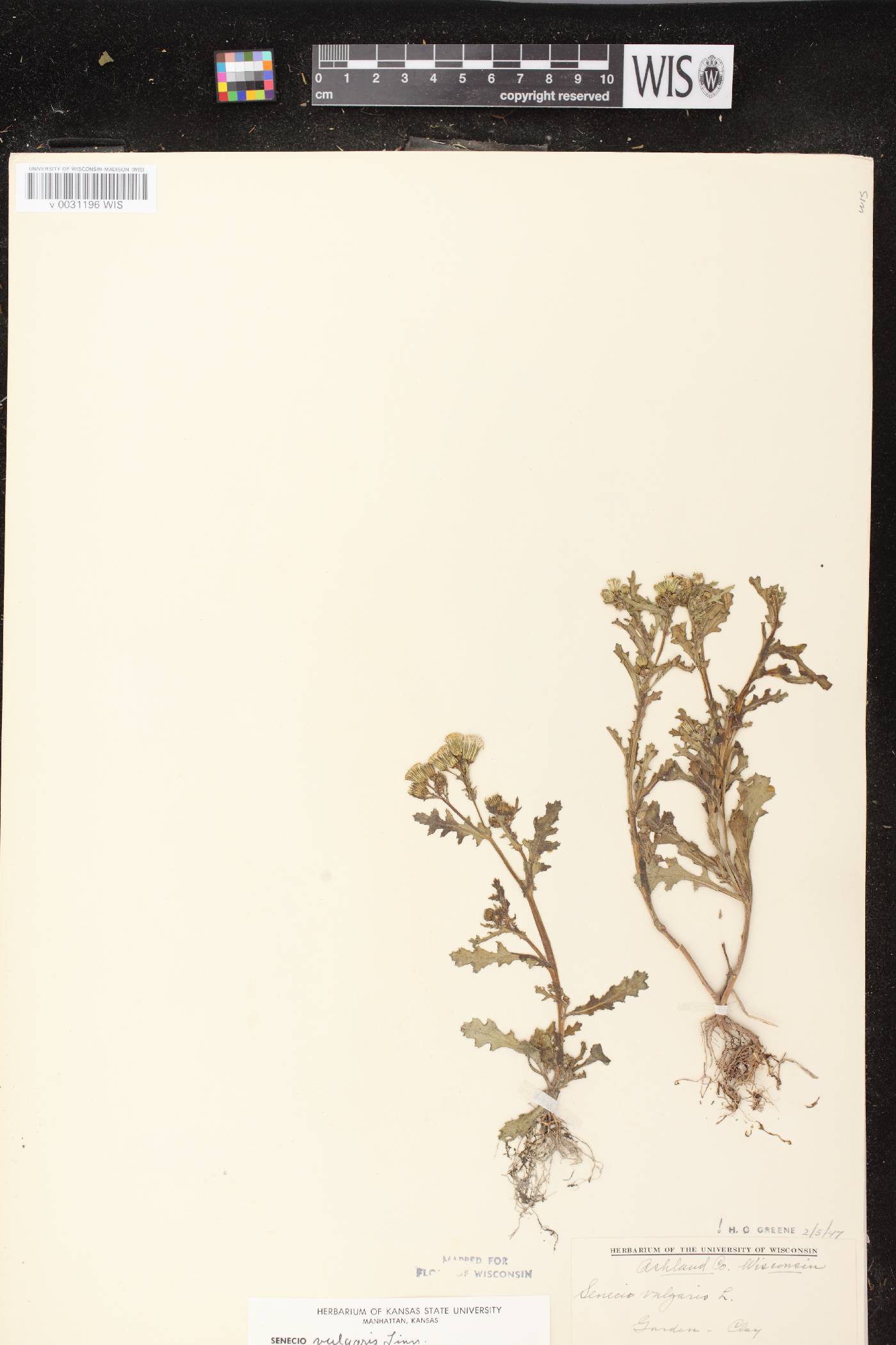 Senecio vulgaris image