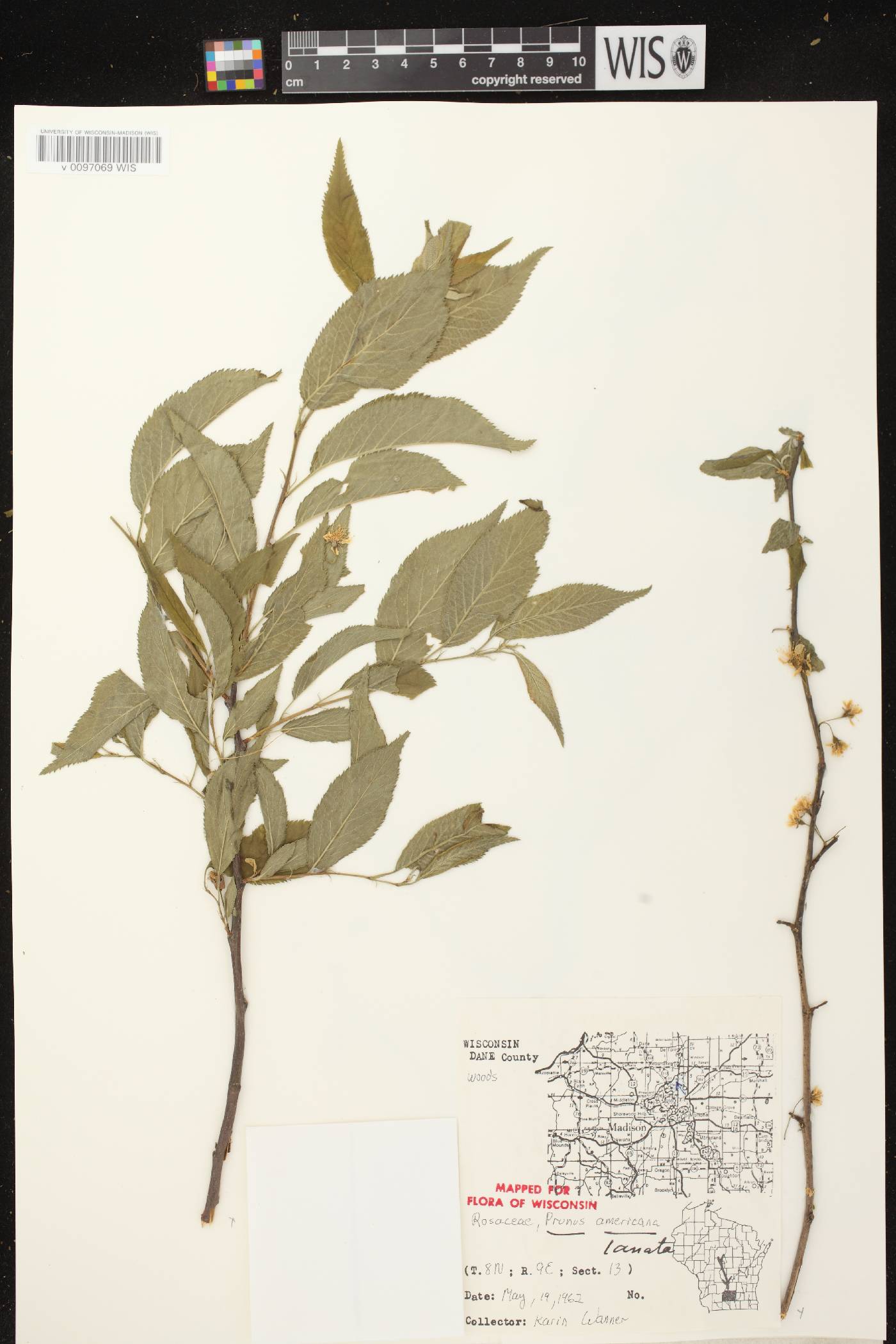 Prunus americana image