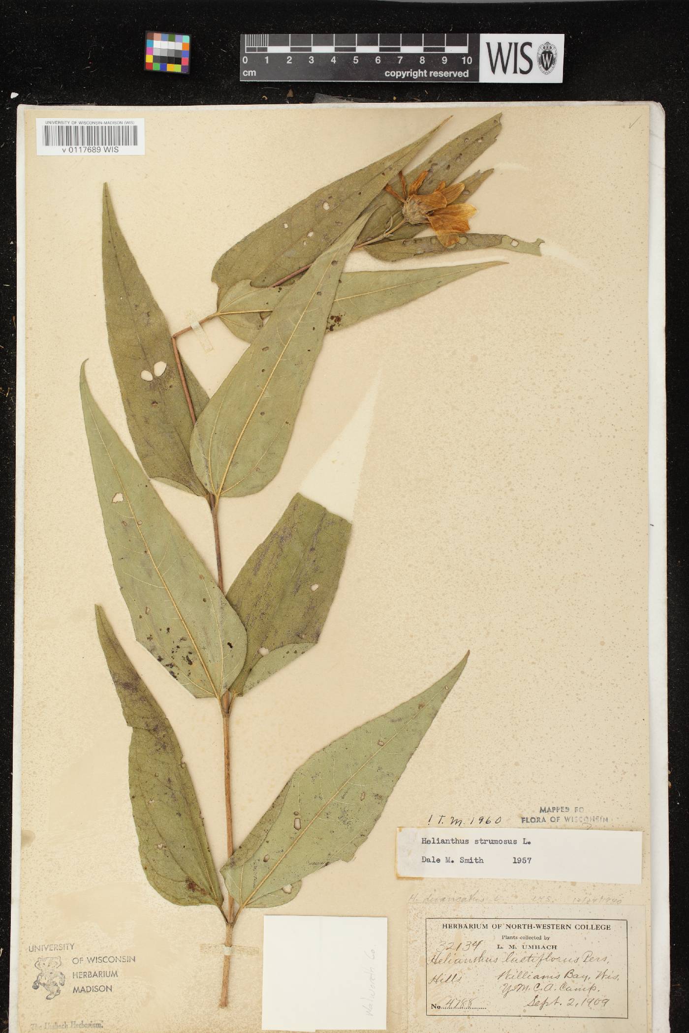 Helianthus strumosus image