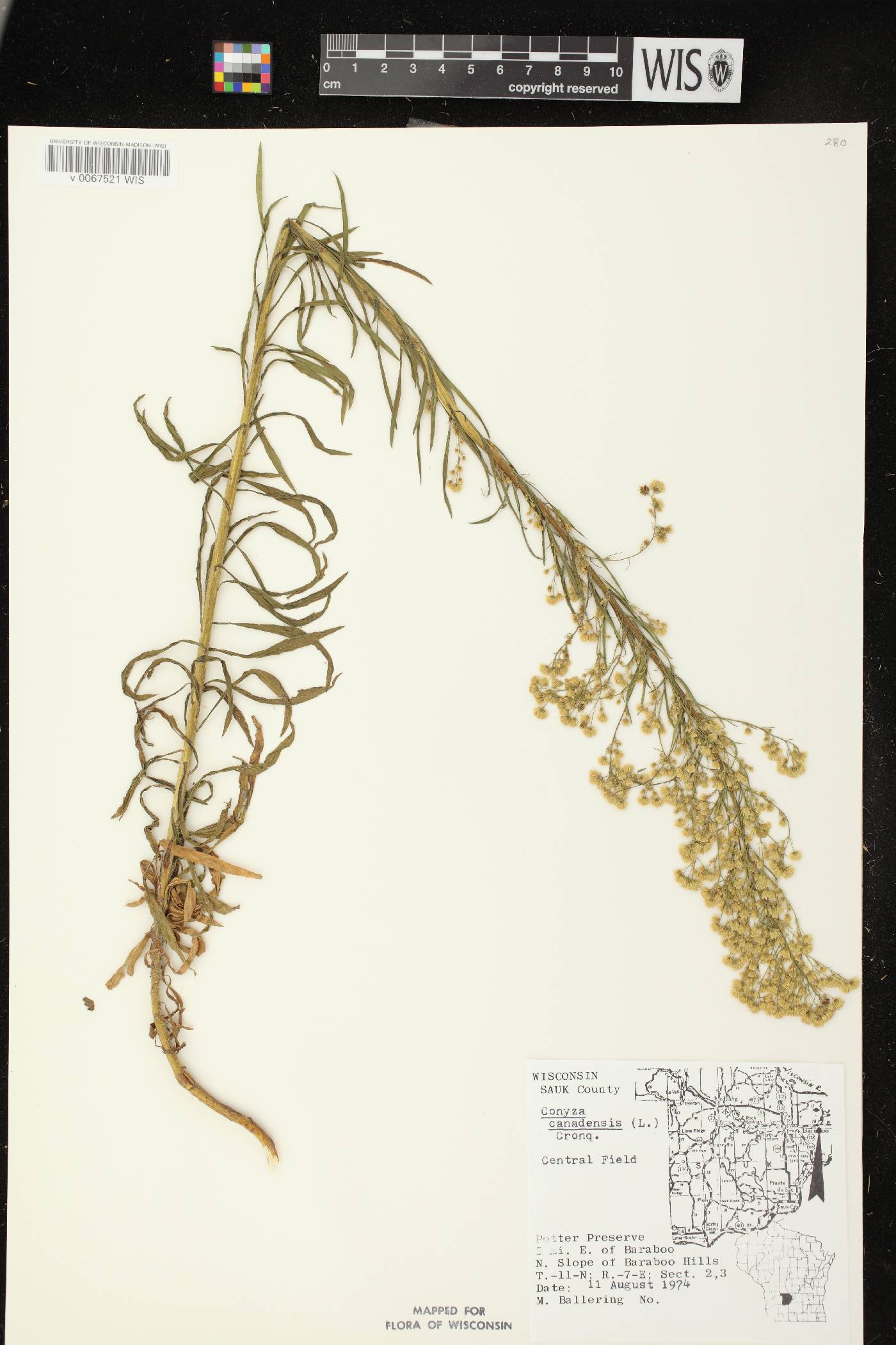 Conyza canadensis image