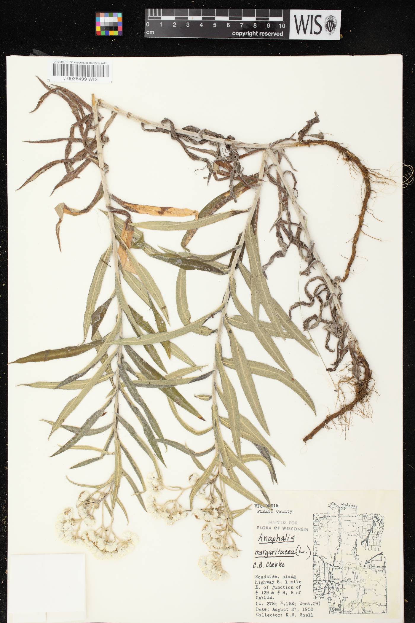 Anaphalis margaritacea image