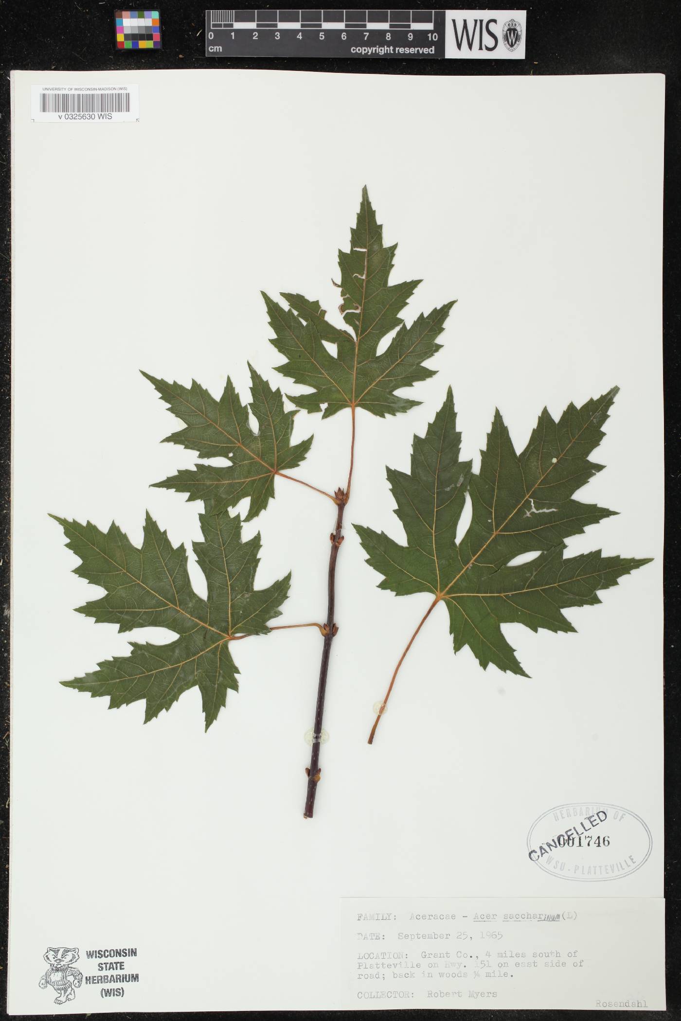 Acer saccharinum image