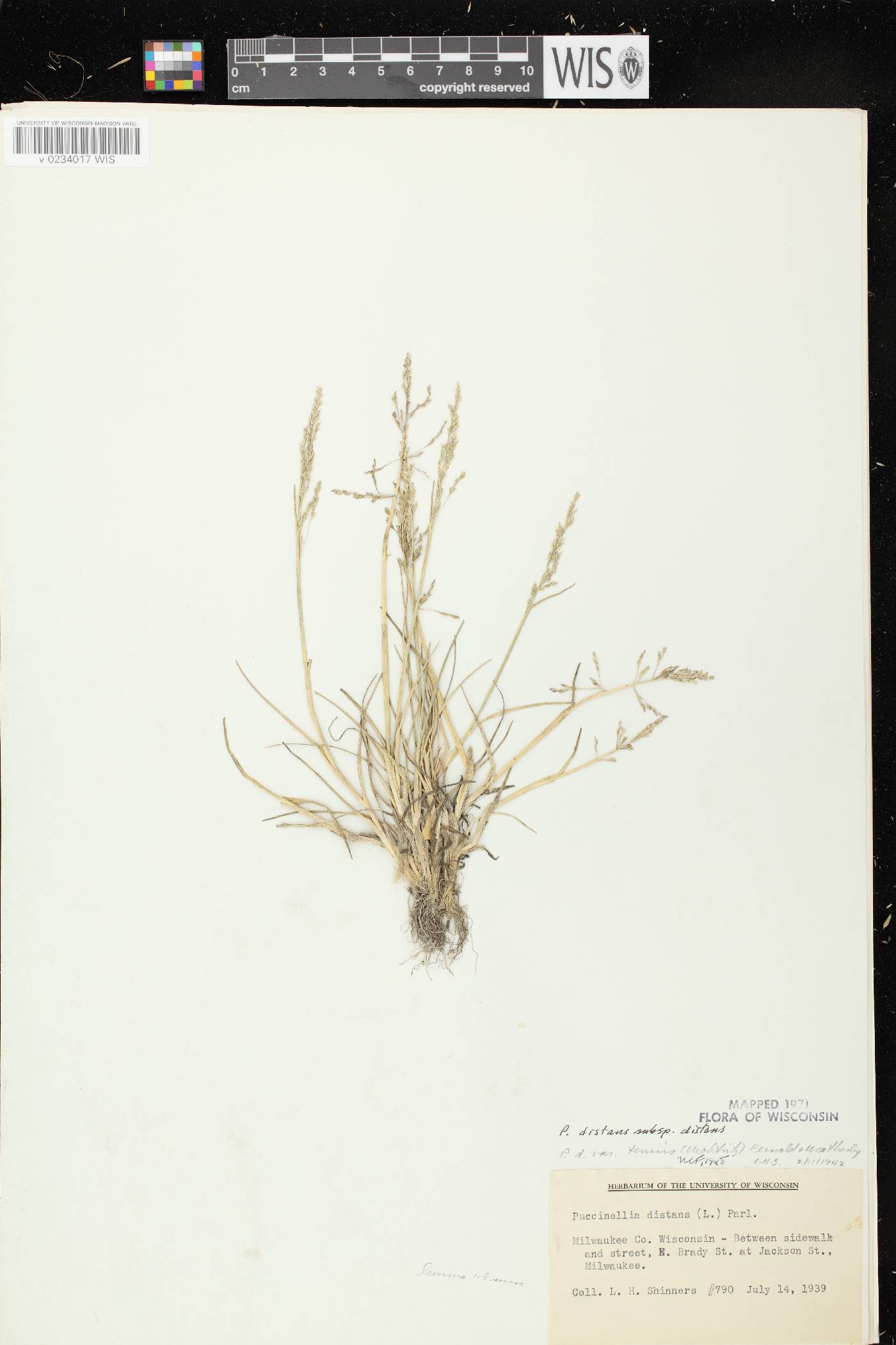 Puccinellia distans subsp. distans image