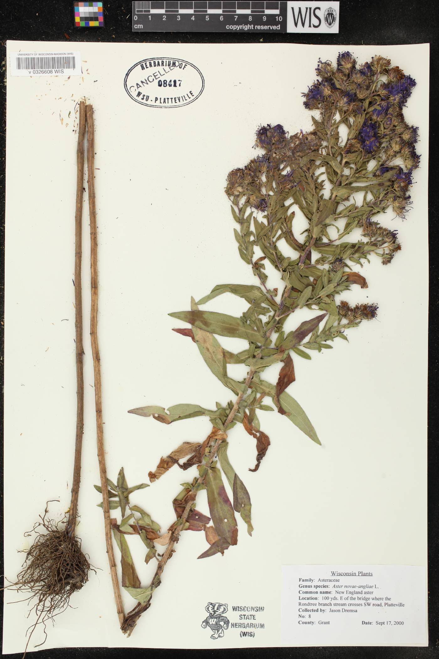 Symphyotrichum novae-angliae image