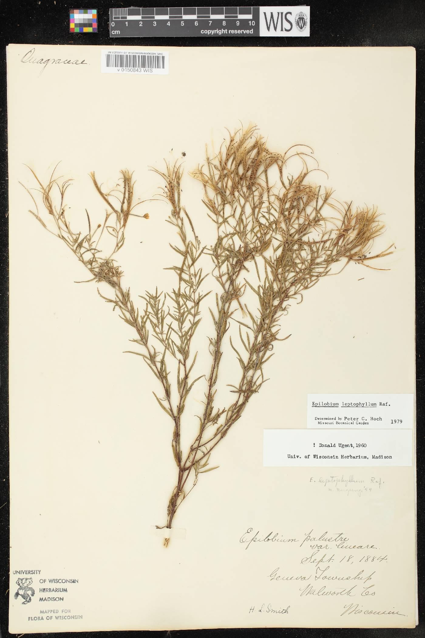 Epilobium leptophyllum image