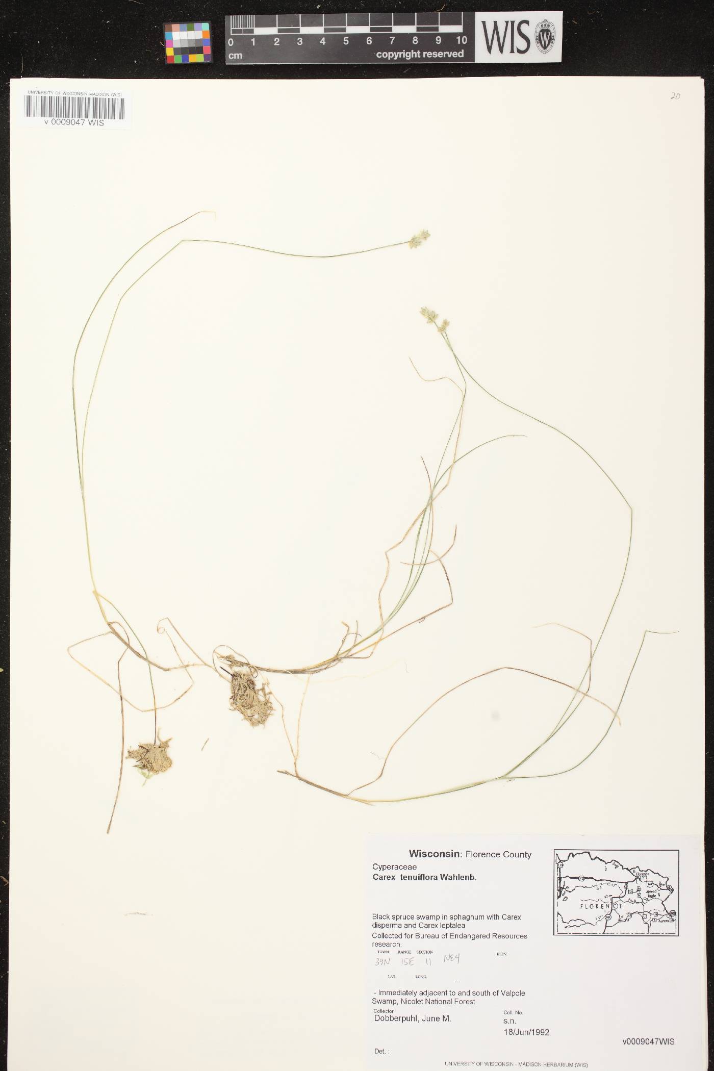 Carex tenuiflora image
