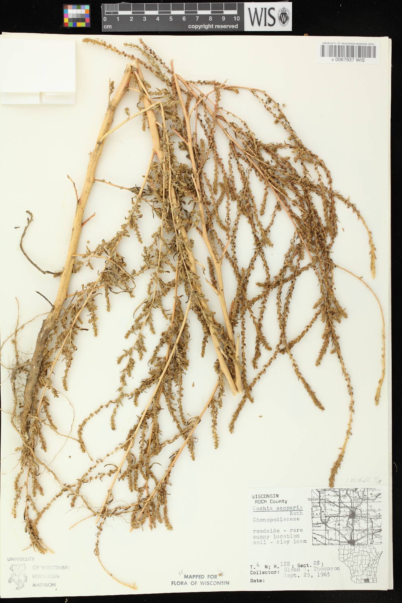 Bassia scoparia image