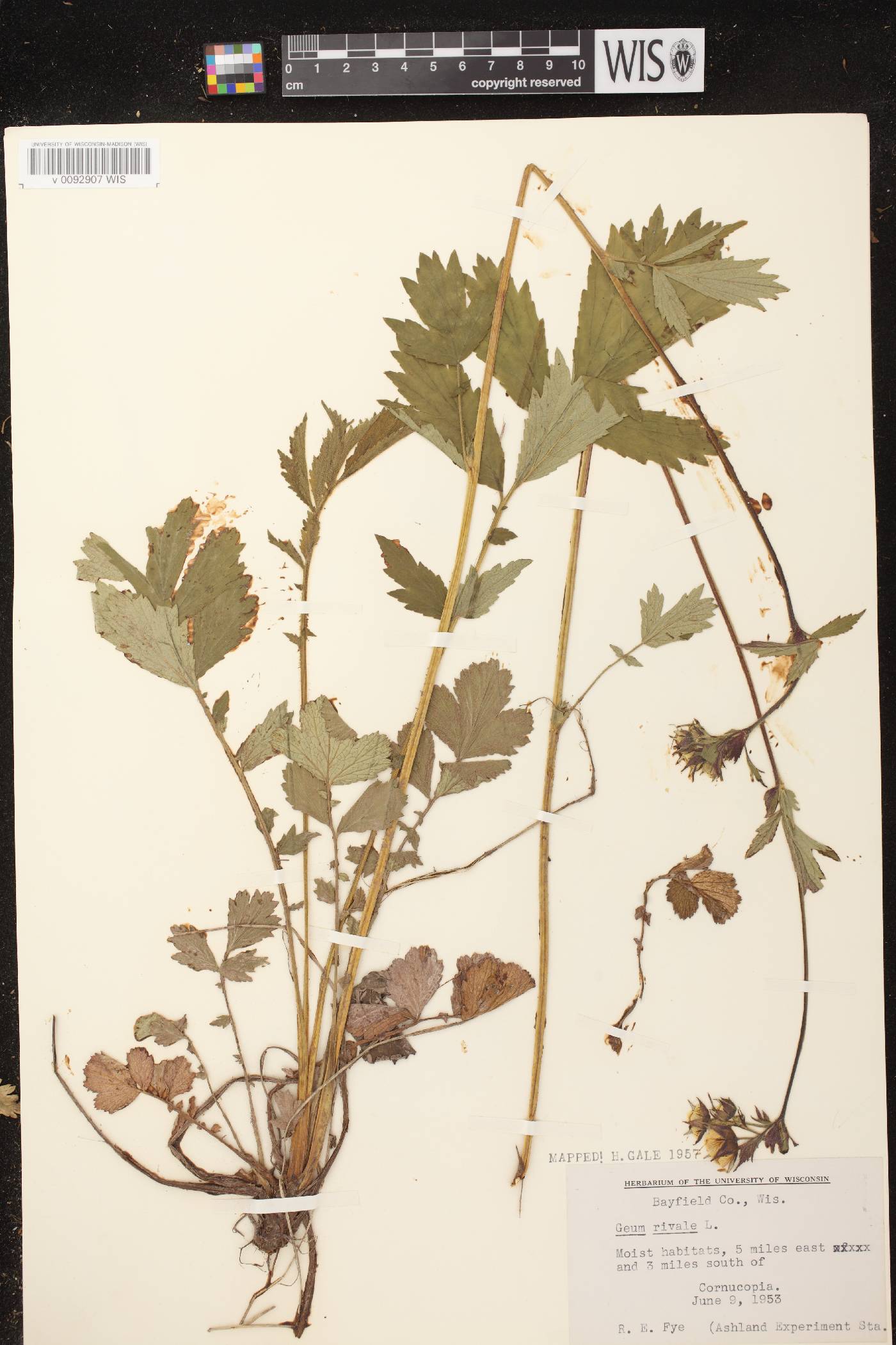 Geum rivale image