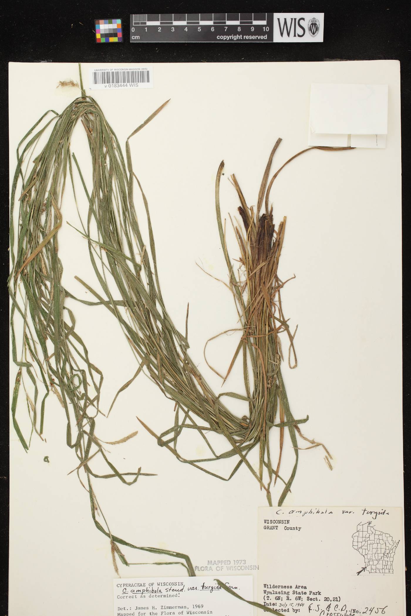 Carex grisea image