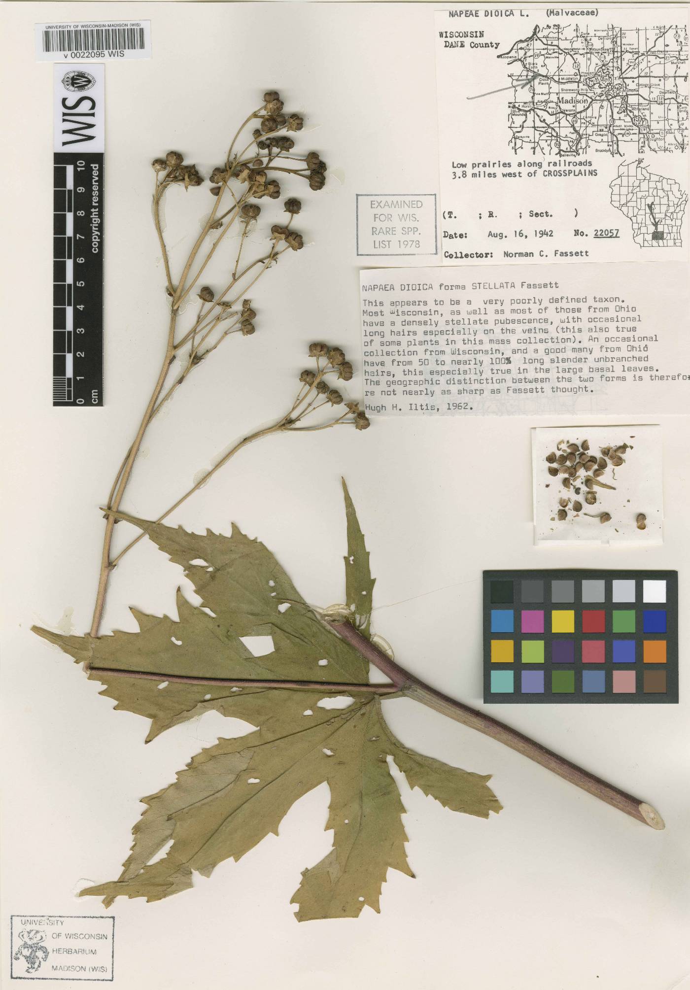 Napaea dioica image