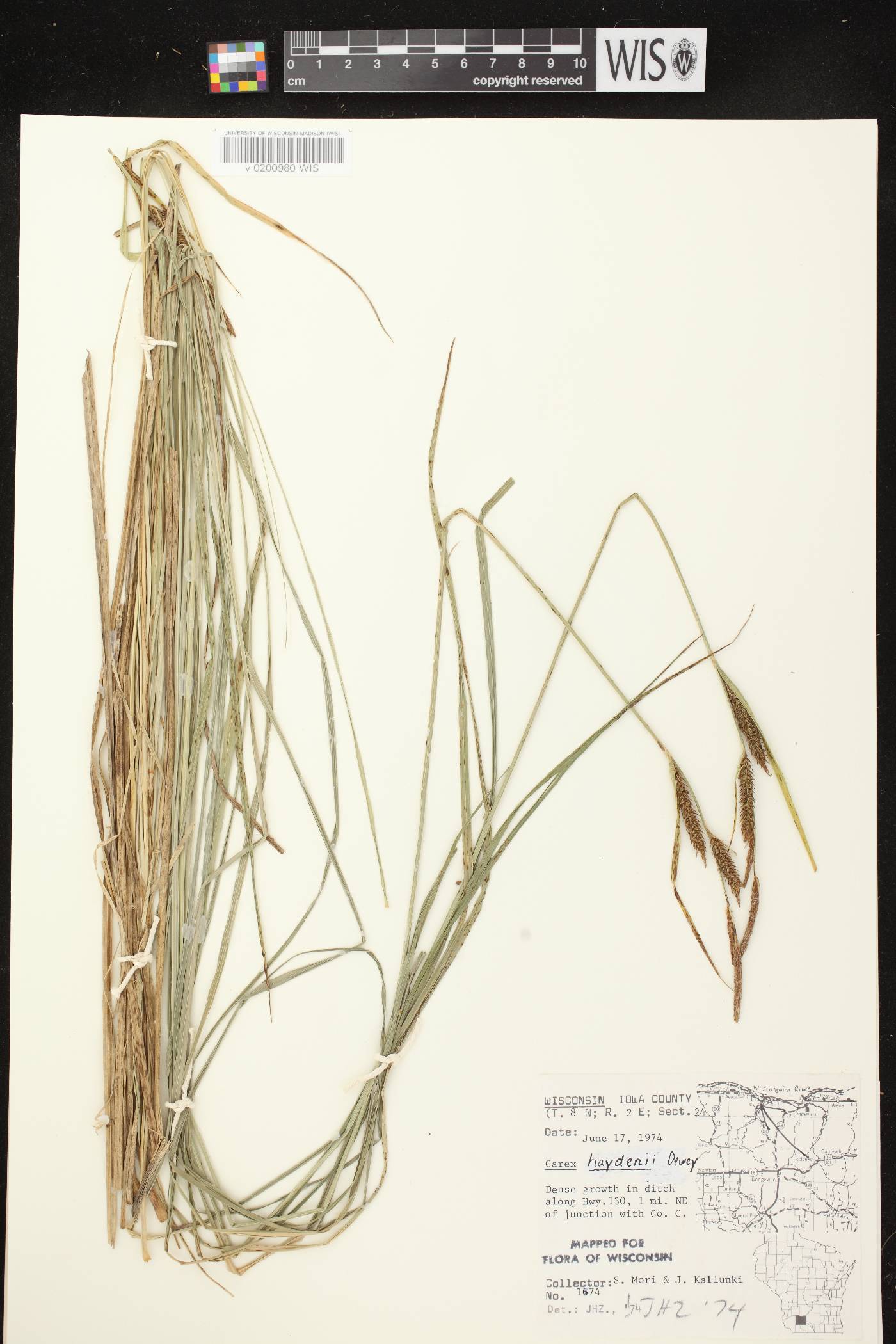 Carex haydenii image