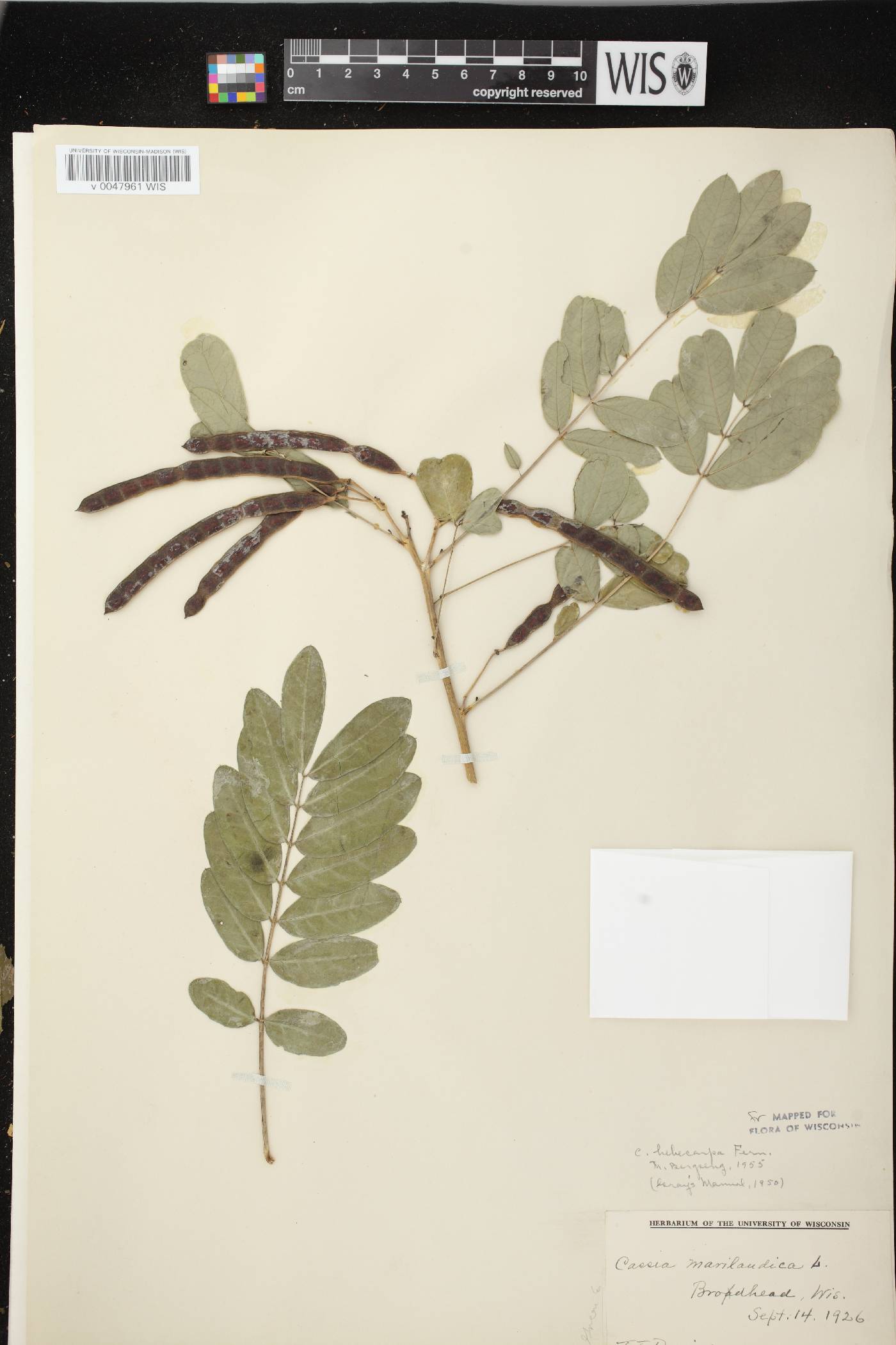 Senna hebecarpa image