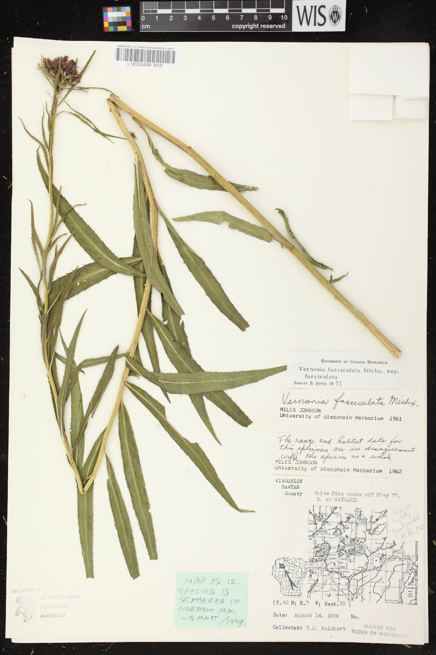 Vernonia fasciculata image