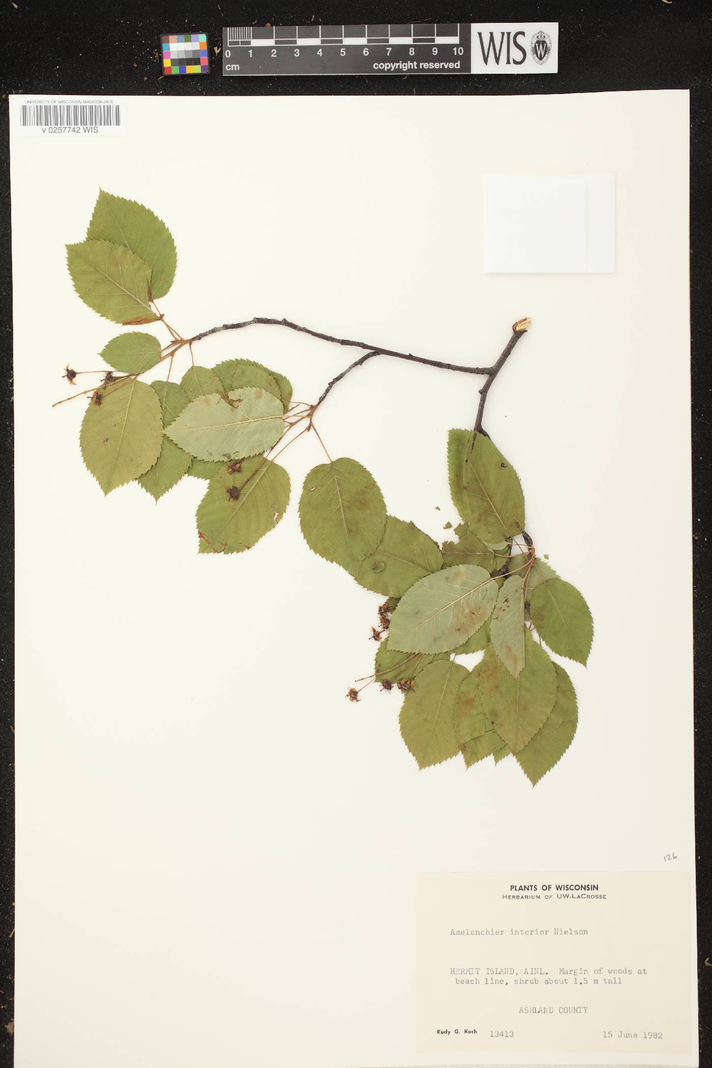 Amelanchier interior image