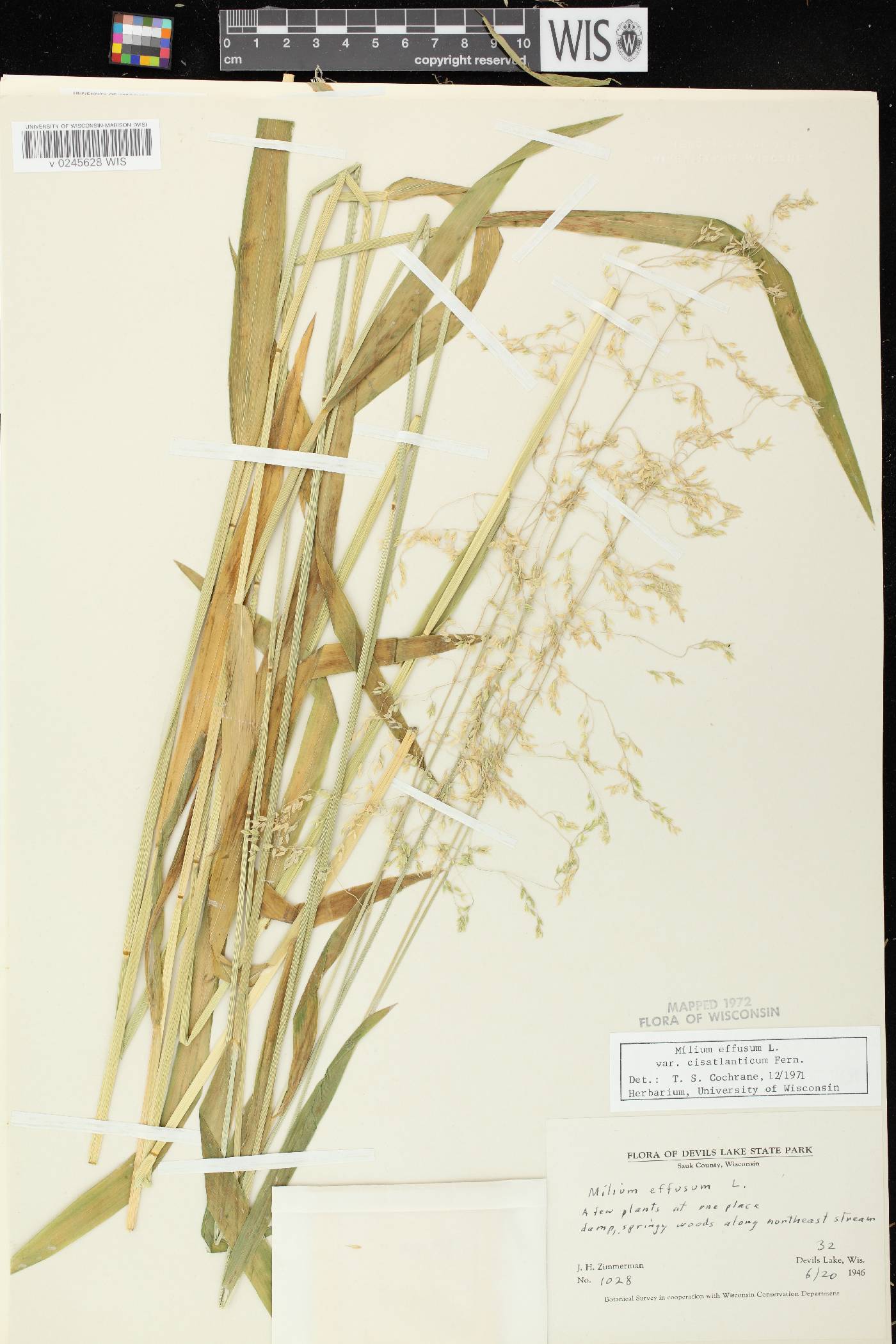 Milium effusum image