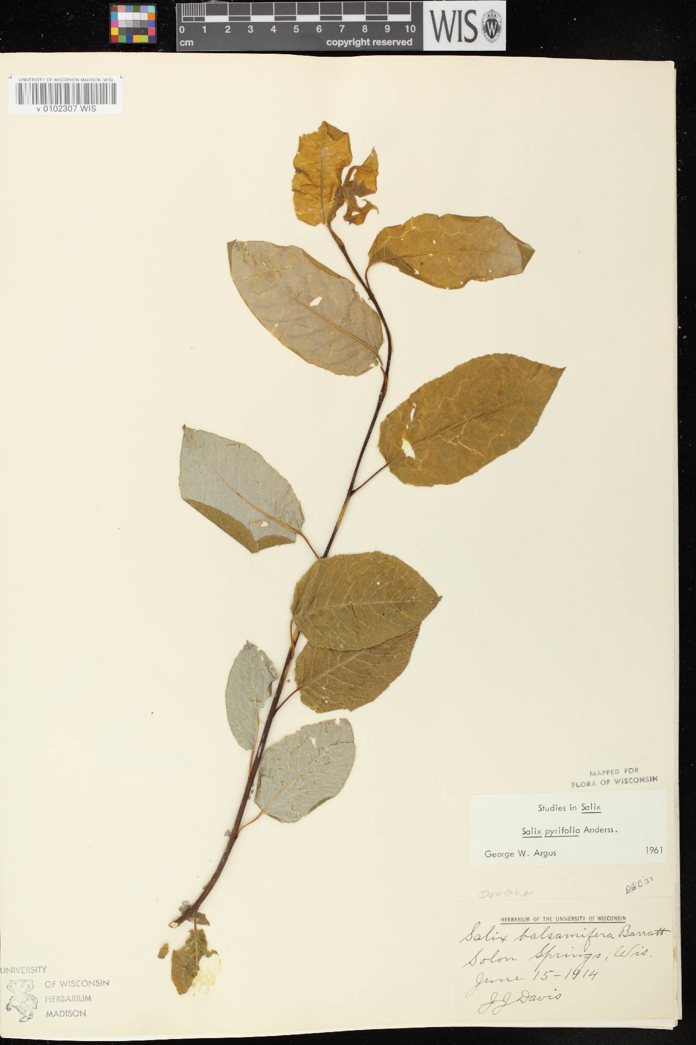 Salix pyrifolia image