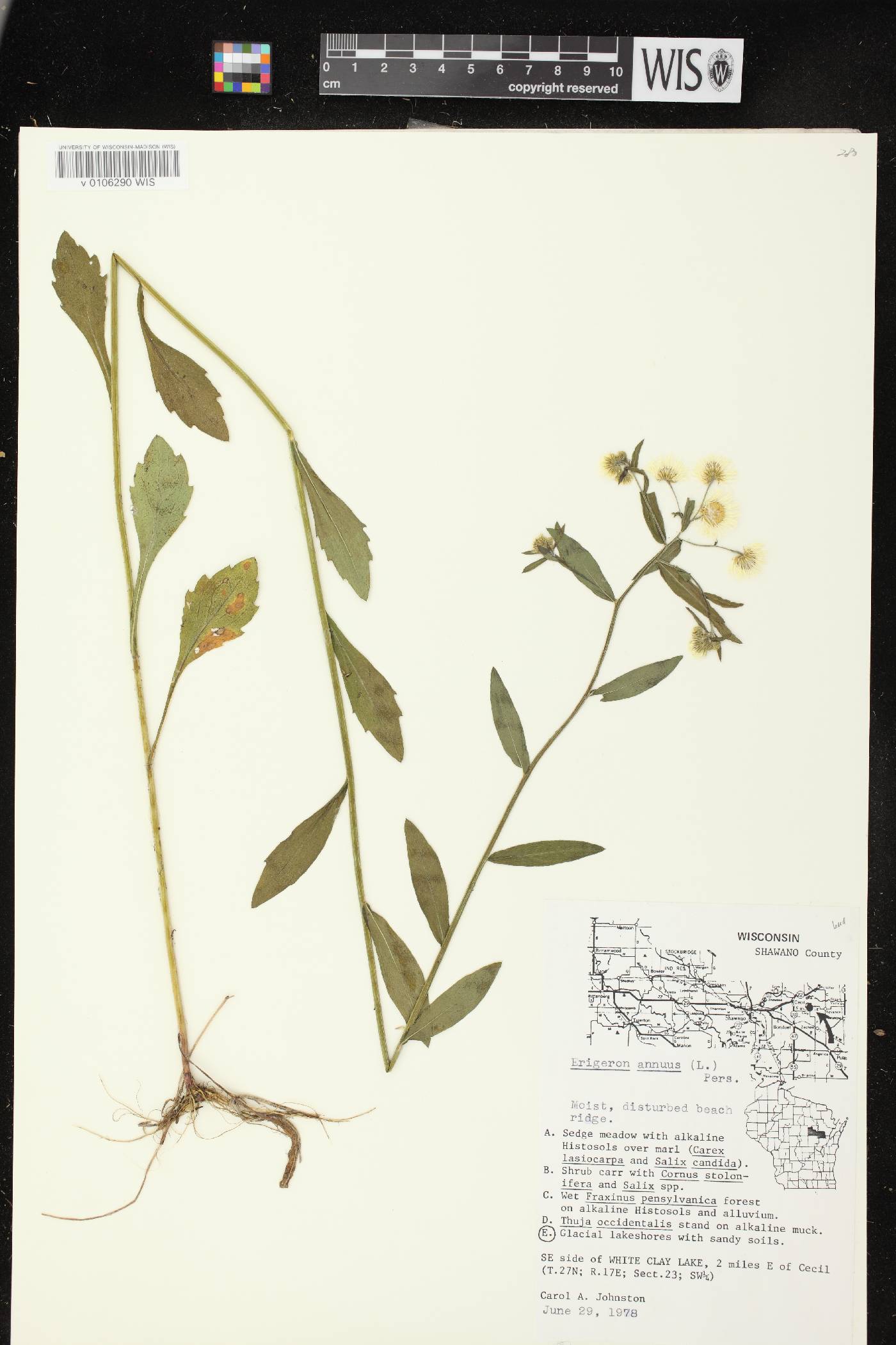 Erigeron annuus image