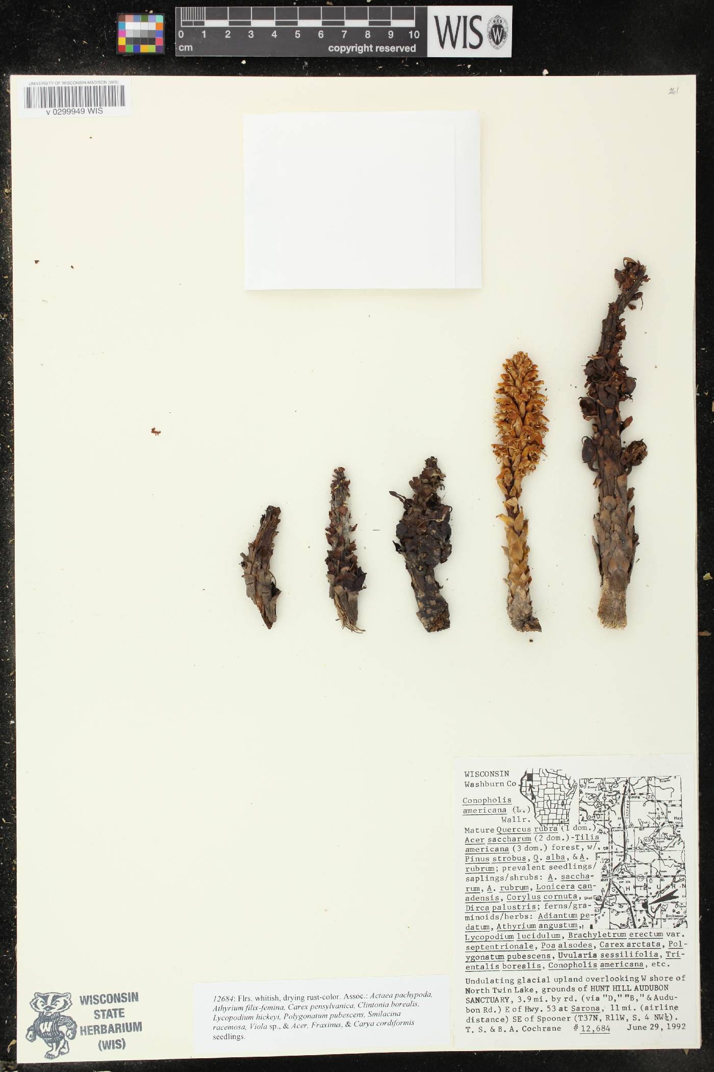 Conopholis americana image