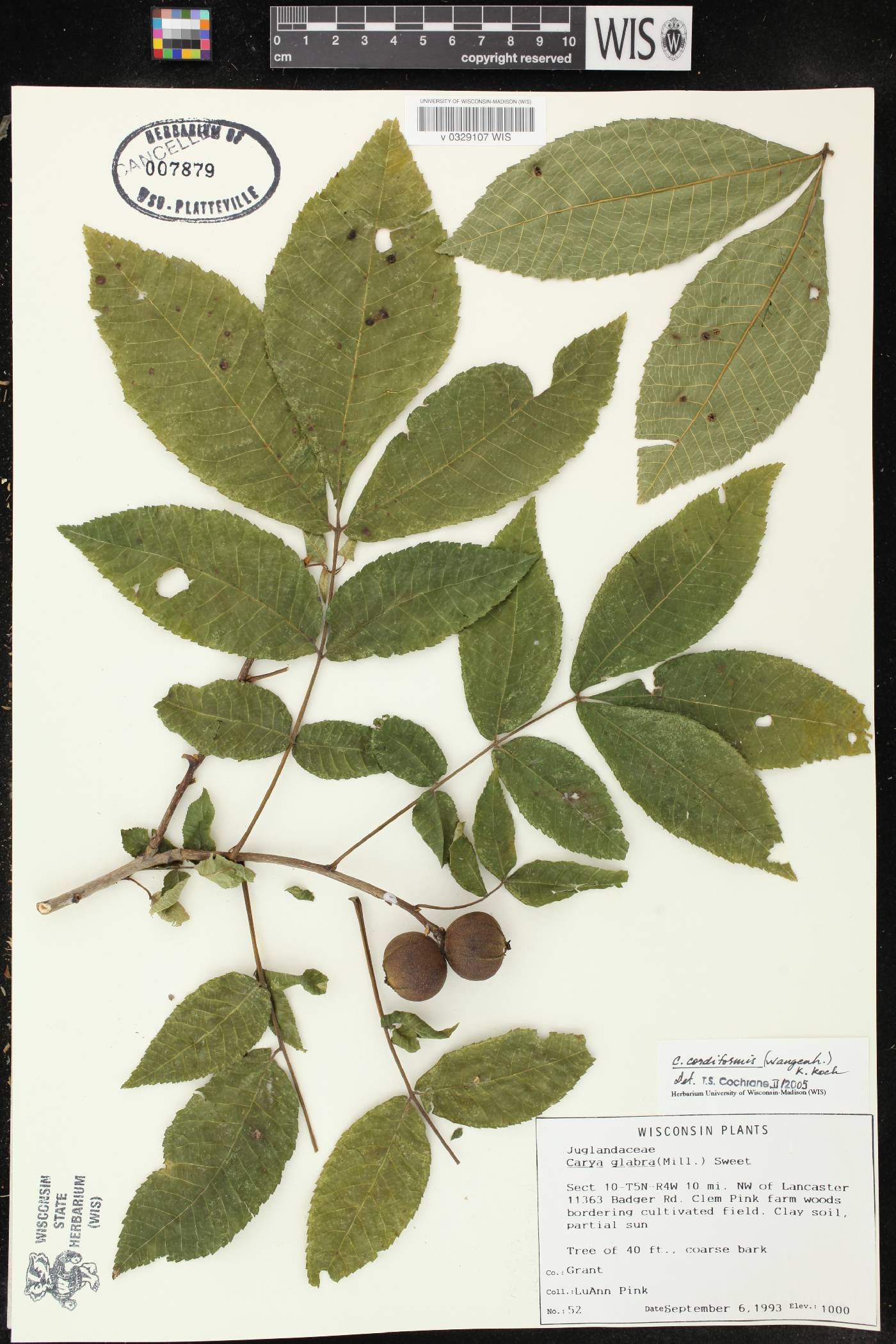 Carya cordiformis image