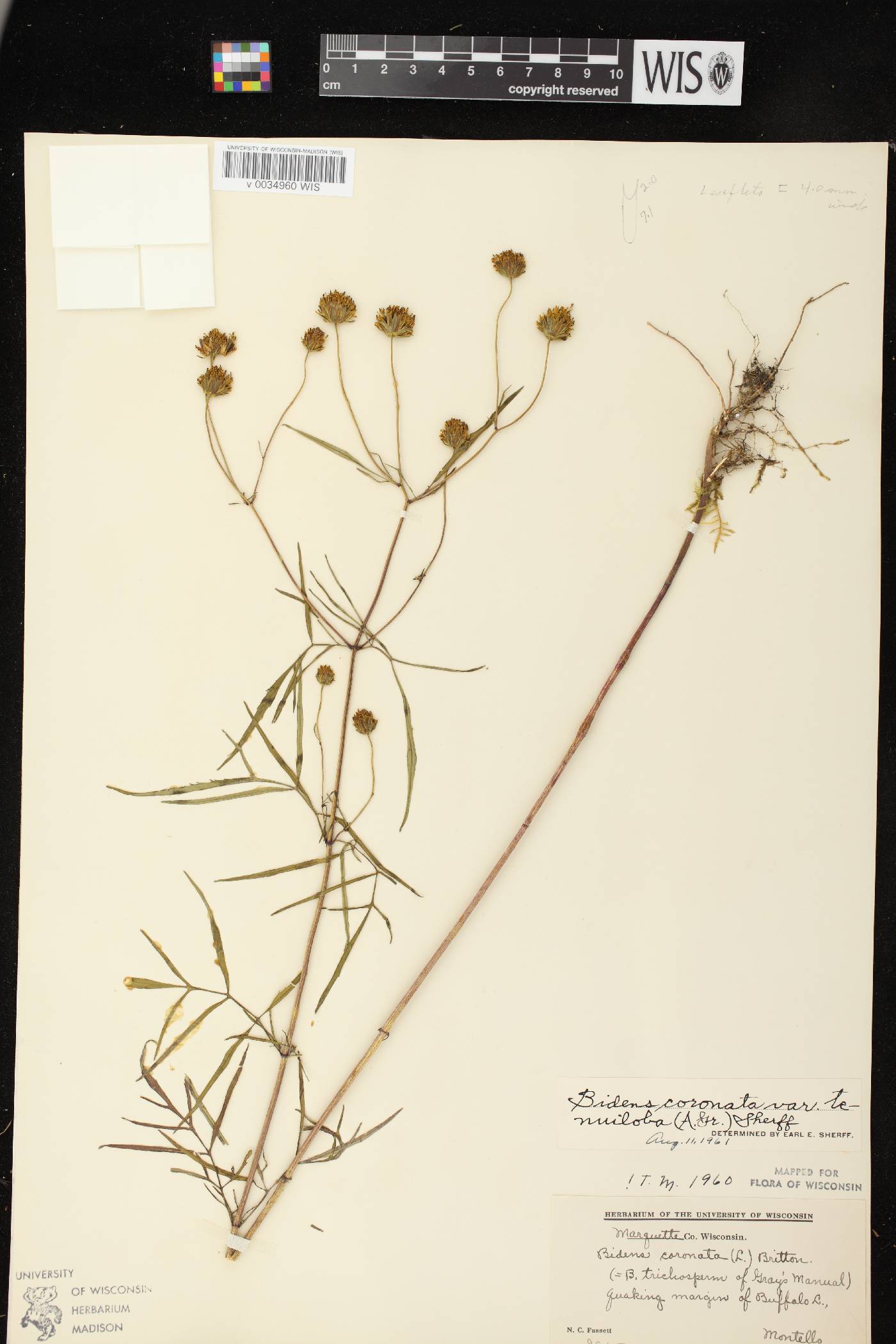 Bidens trichosperma image