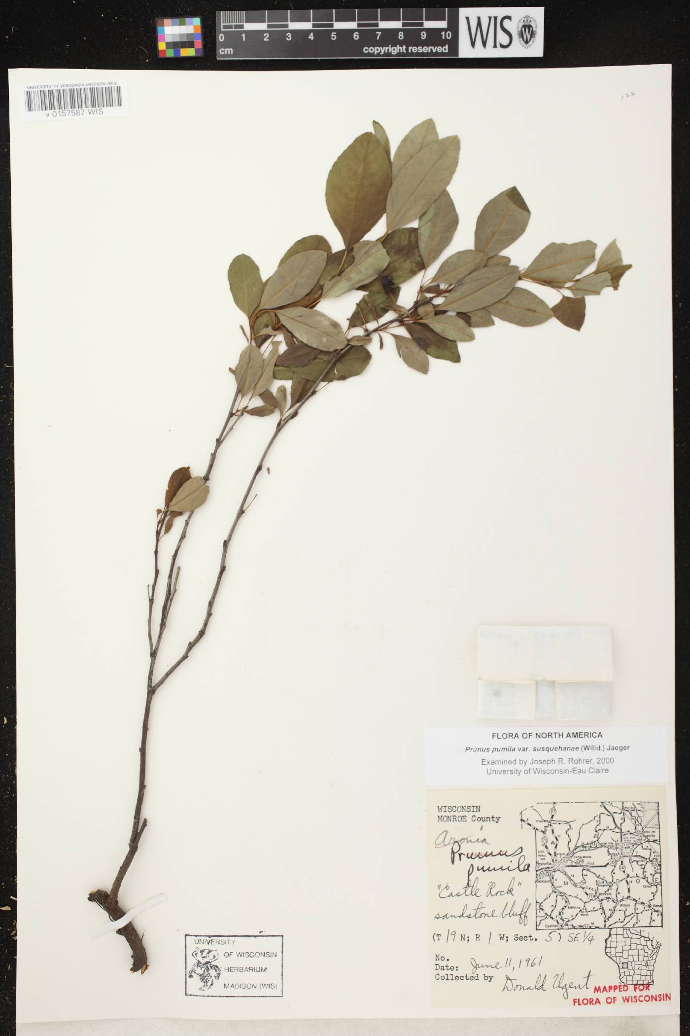 Prunus pumila image