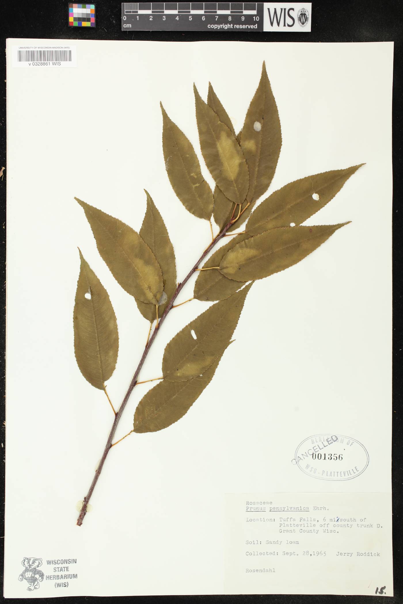 Prunus pensylvanica image