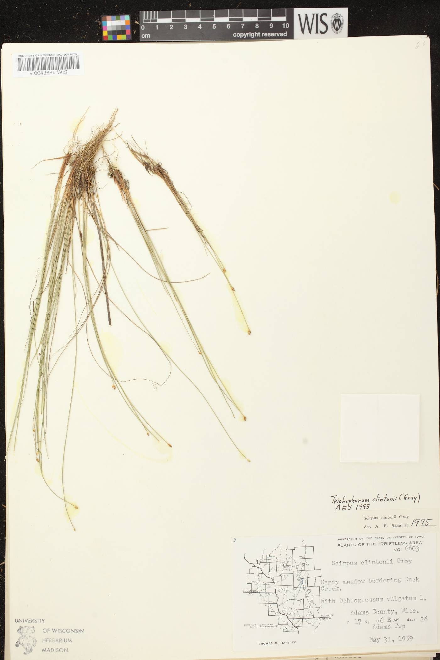 Trichophorum clintonii image