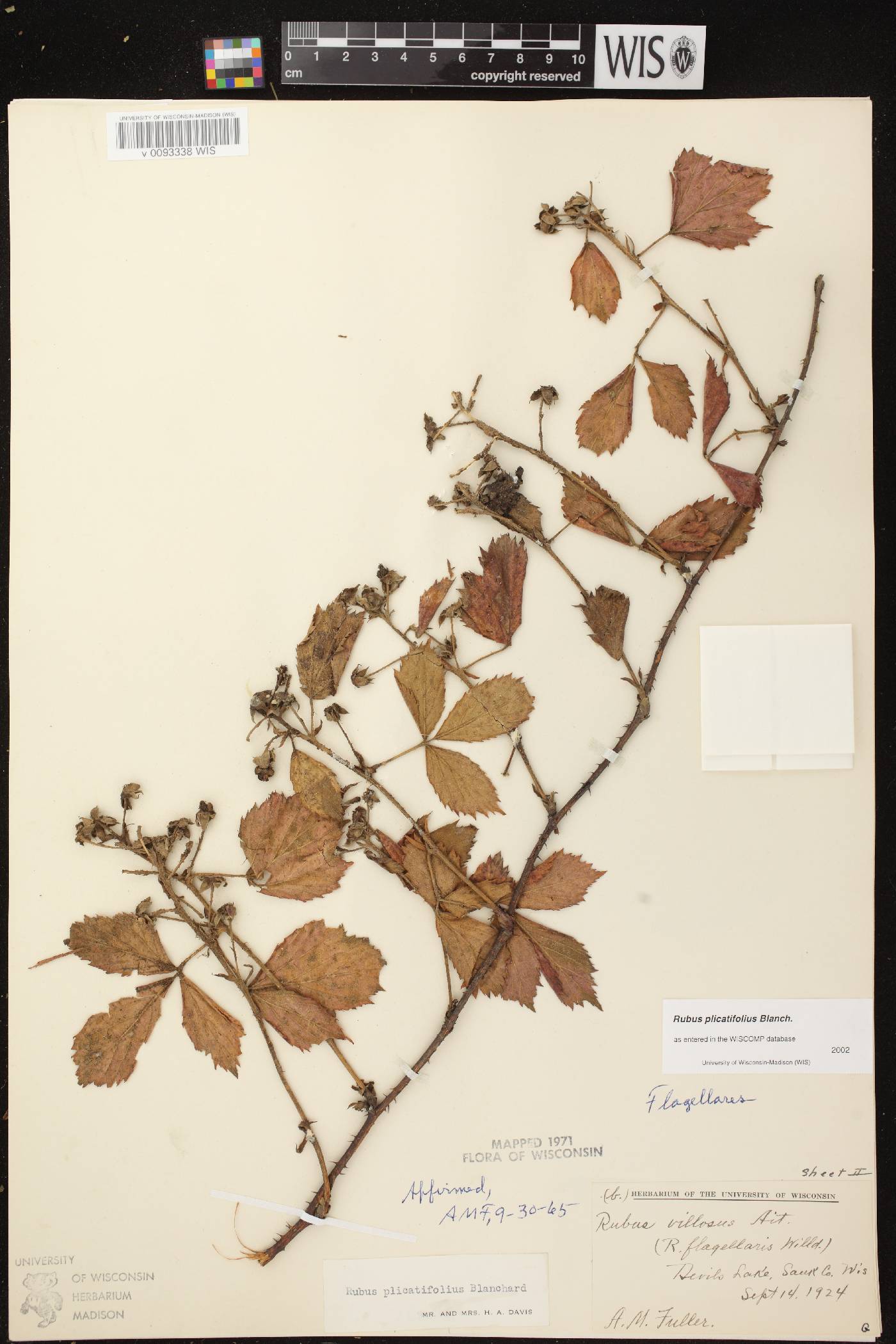 Rubus flagellaris image