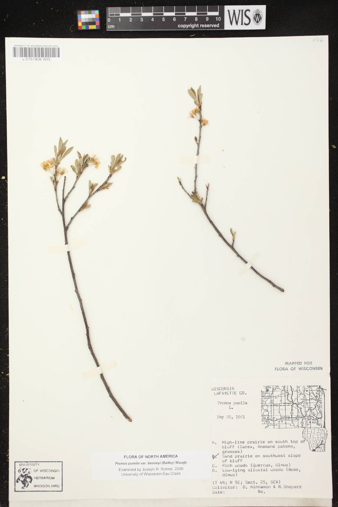 Prunus pumila image