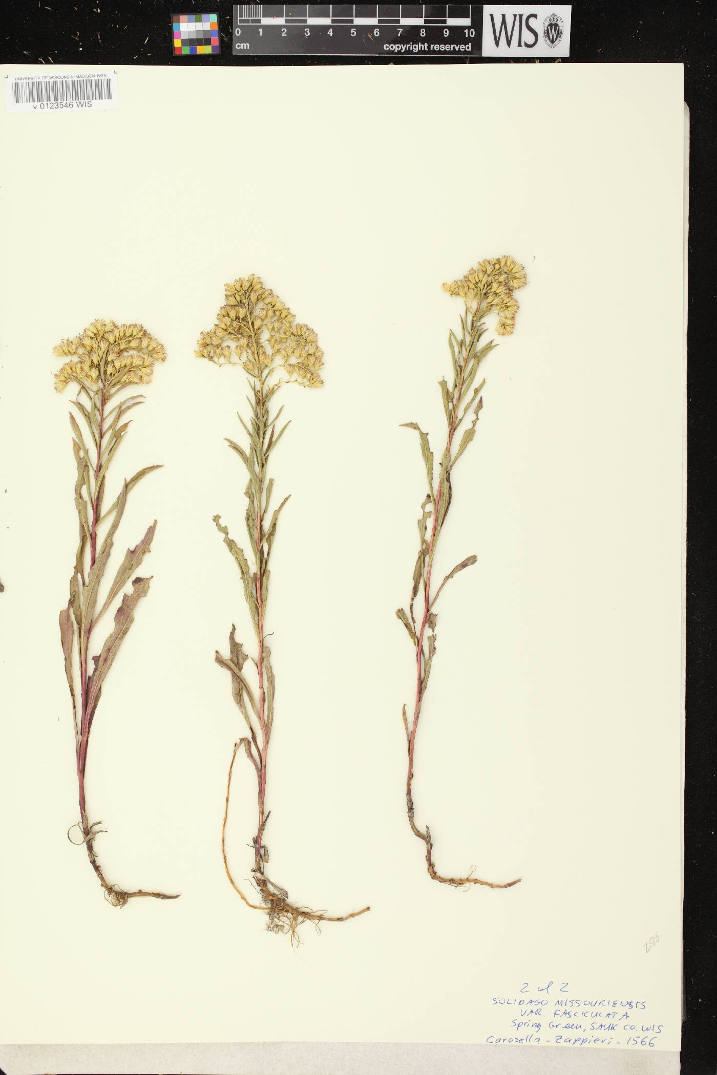 Solidago missouriensis image