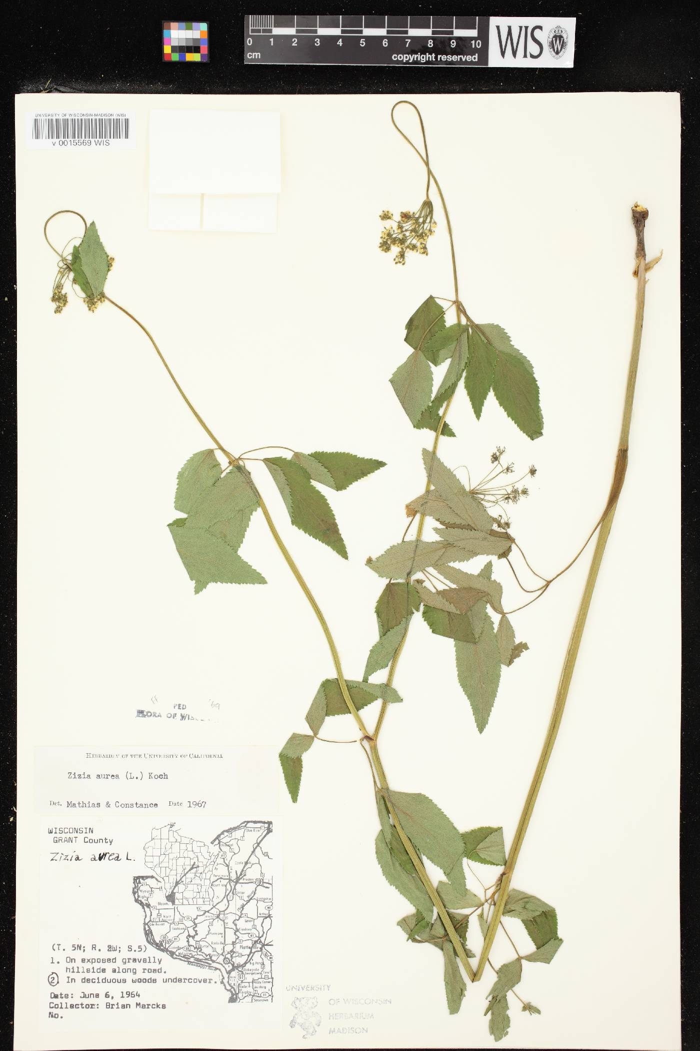 Zizia aurea image