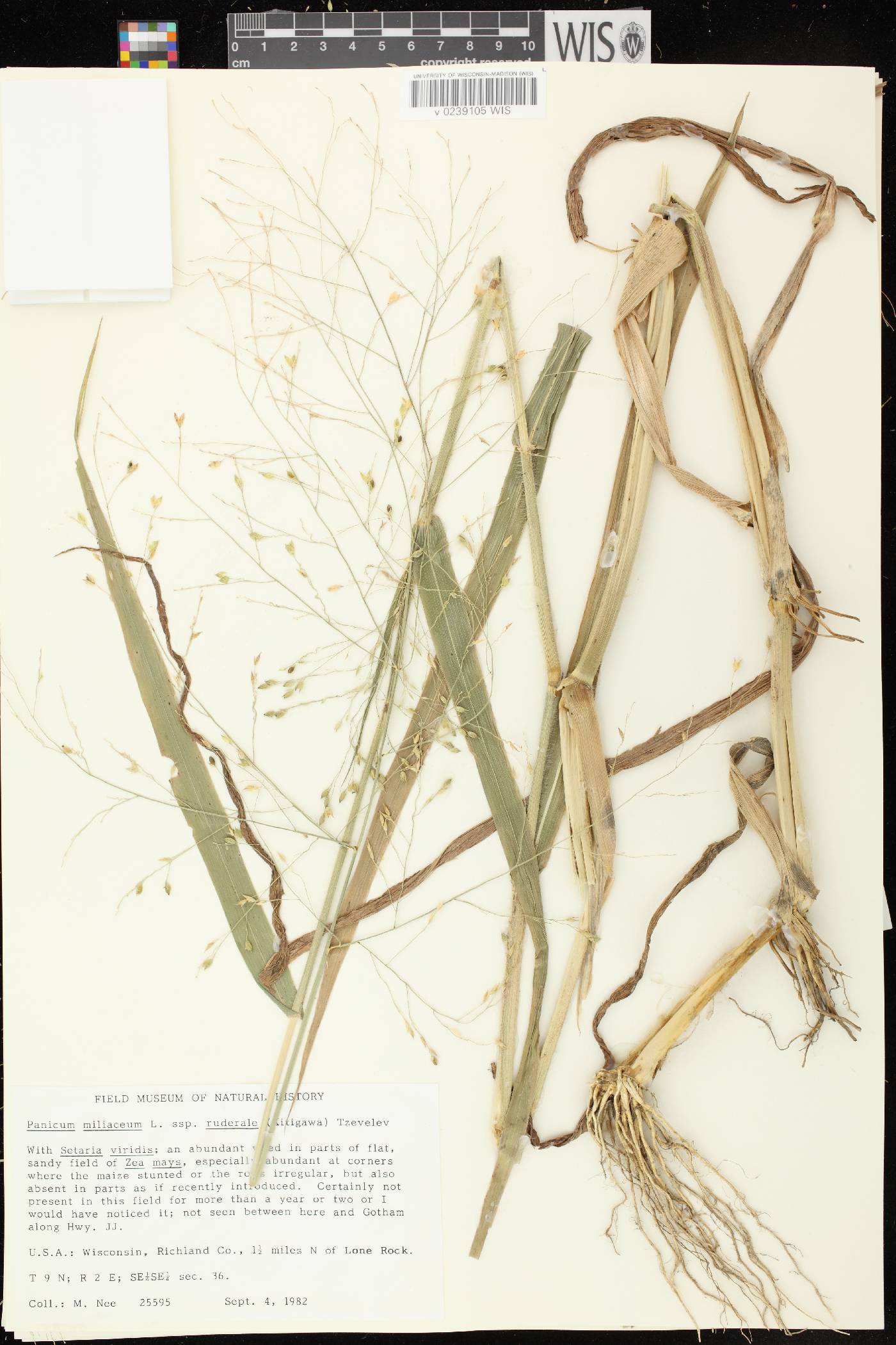 Panicum miliaceum subsp. ruderale image