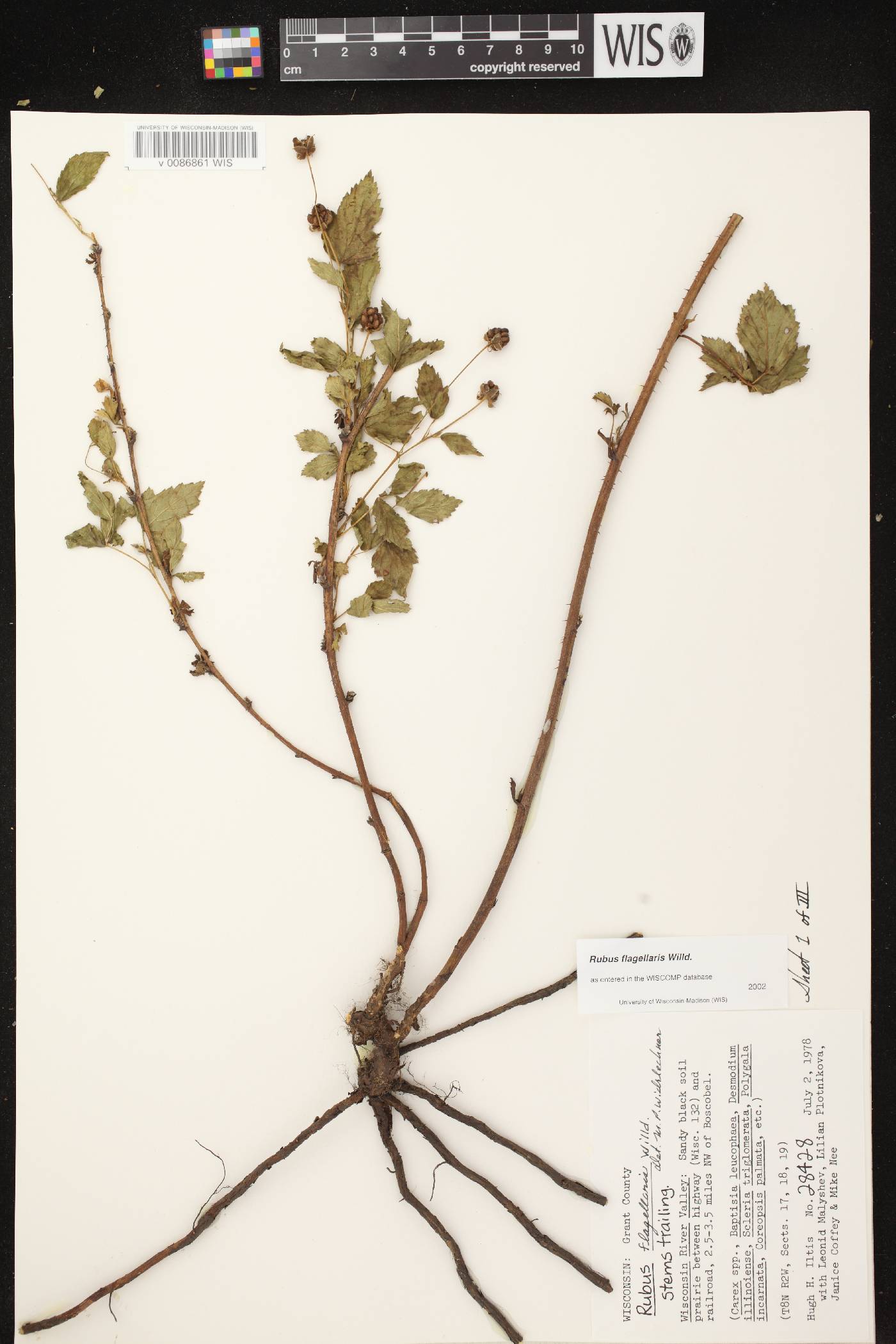 Rubus flagellaris image