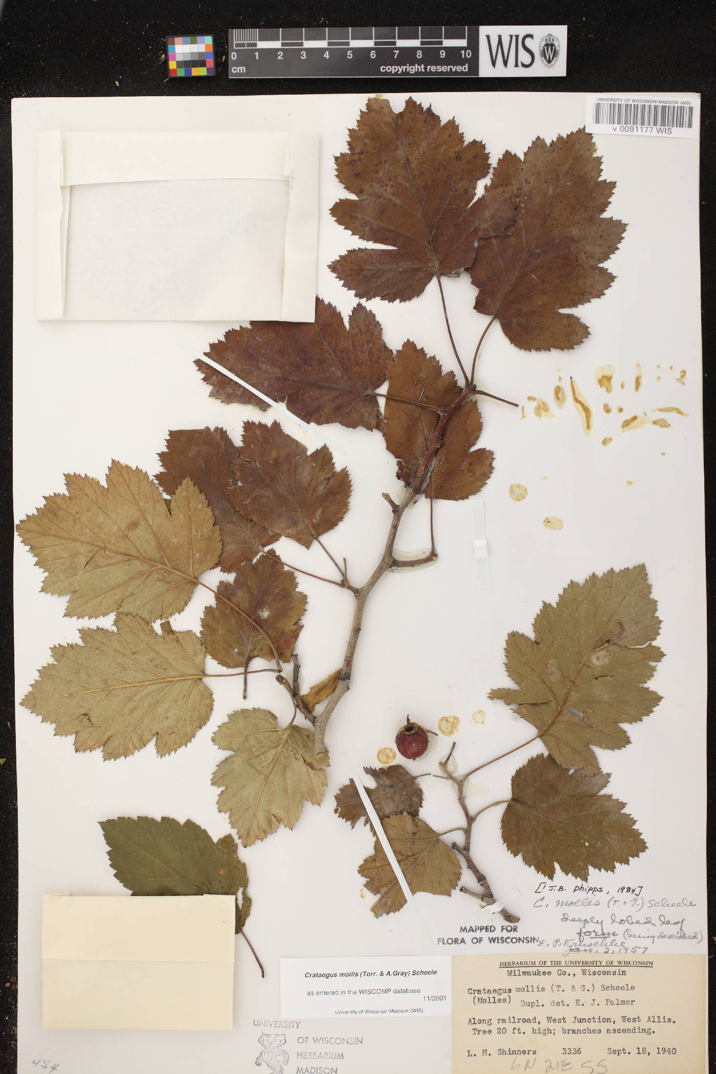 Crataegus mollis image