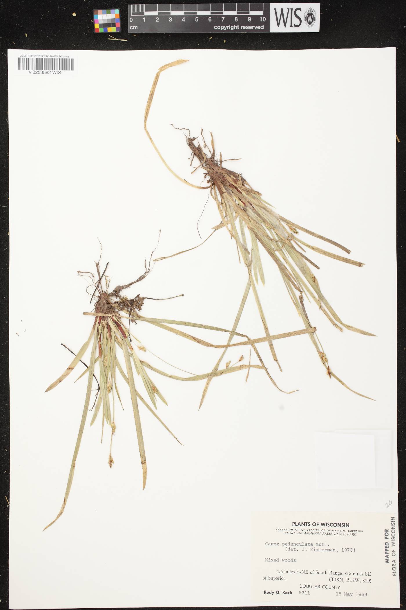 Carex pedunculata image
