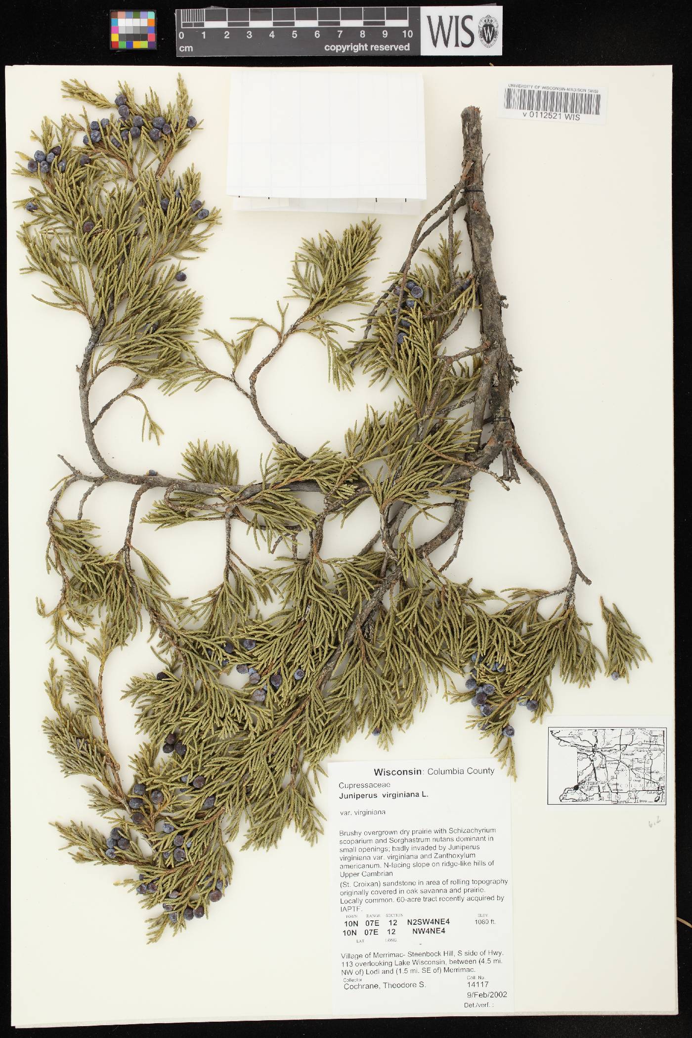 Juniperus virginiana var. virginiana image