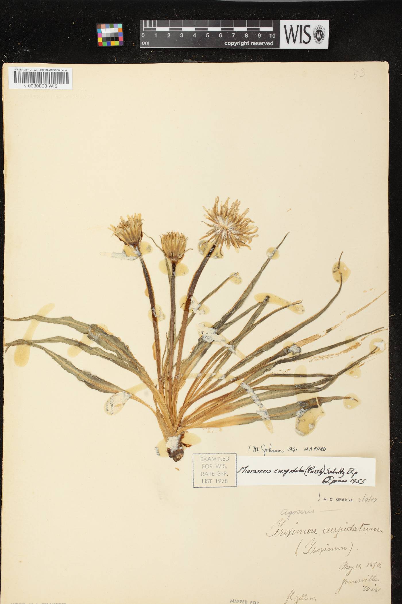 Nothocalais cuspidata image