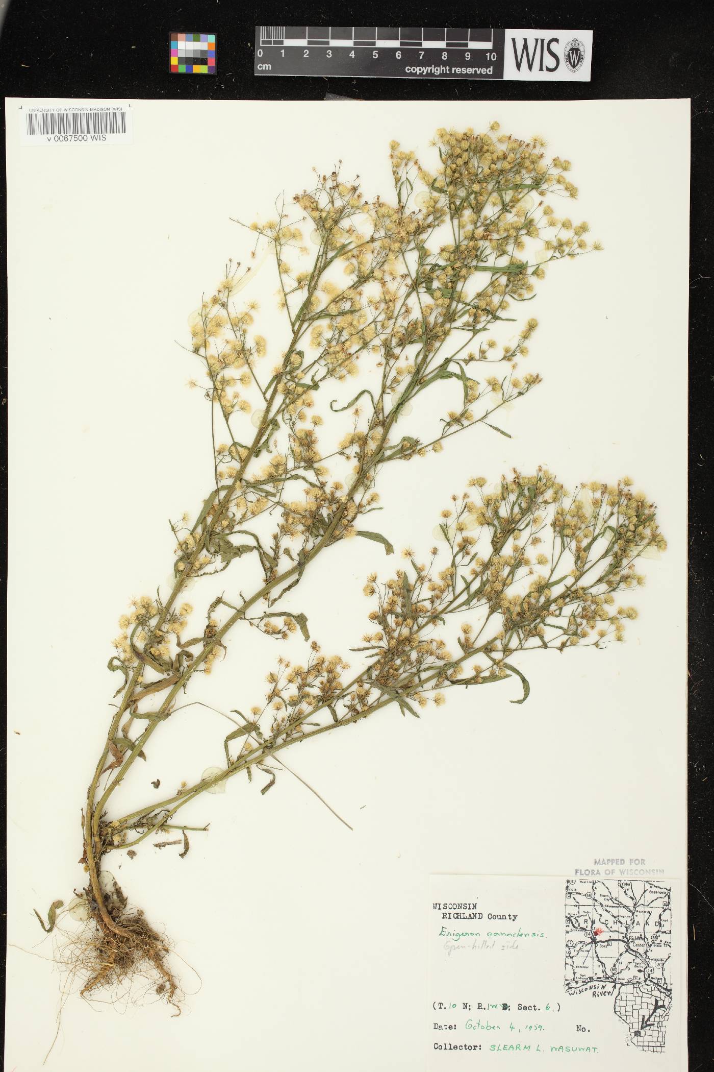Conyza canadensis image