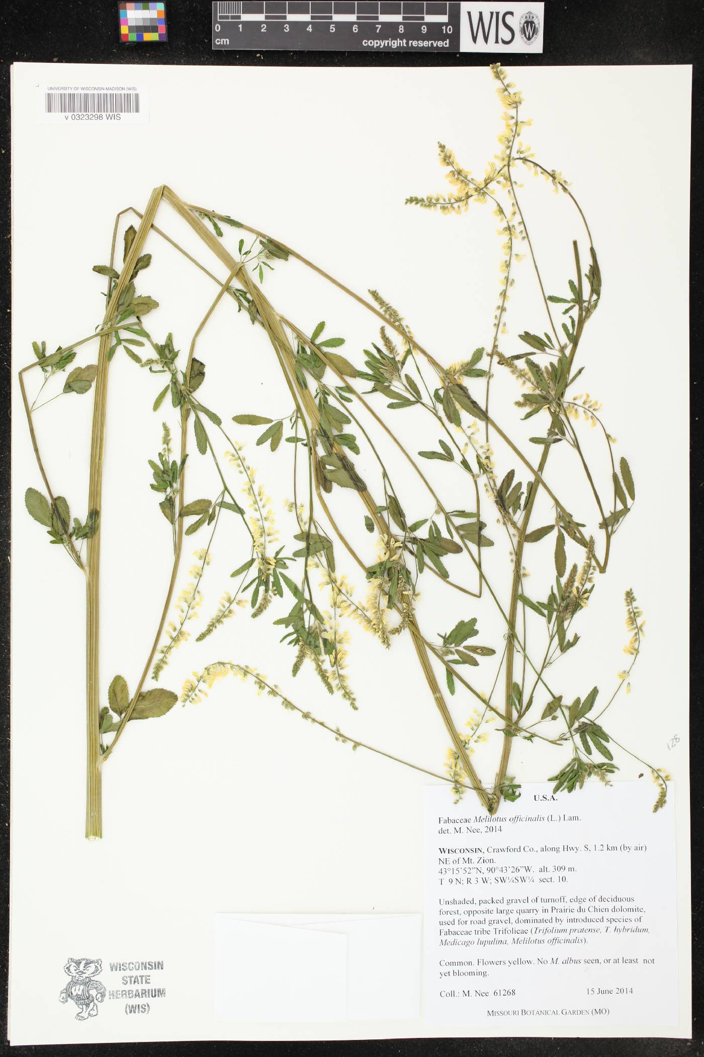 Melilotus officinalis image