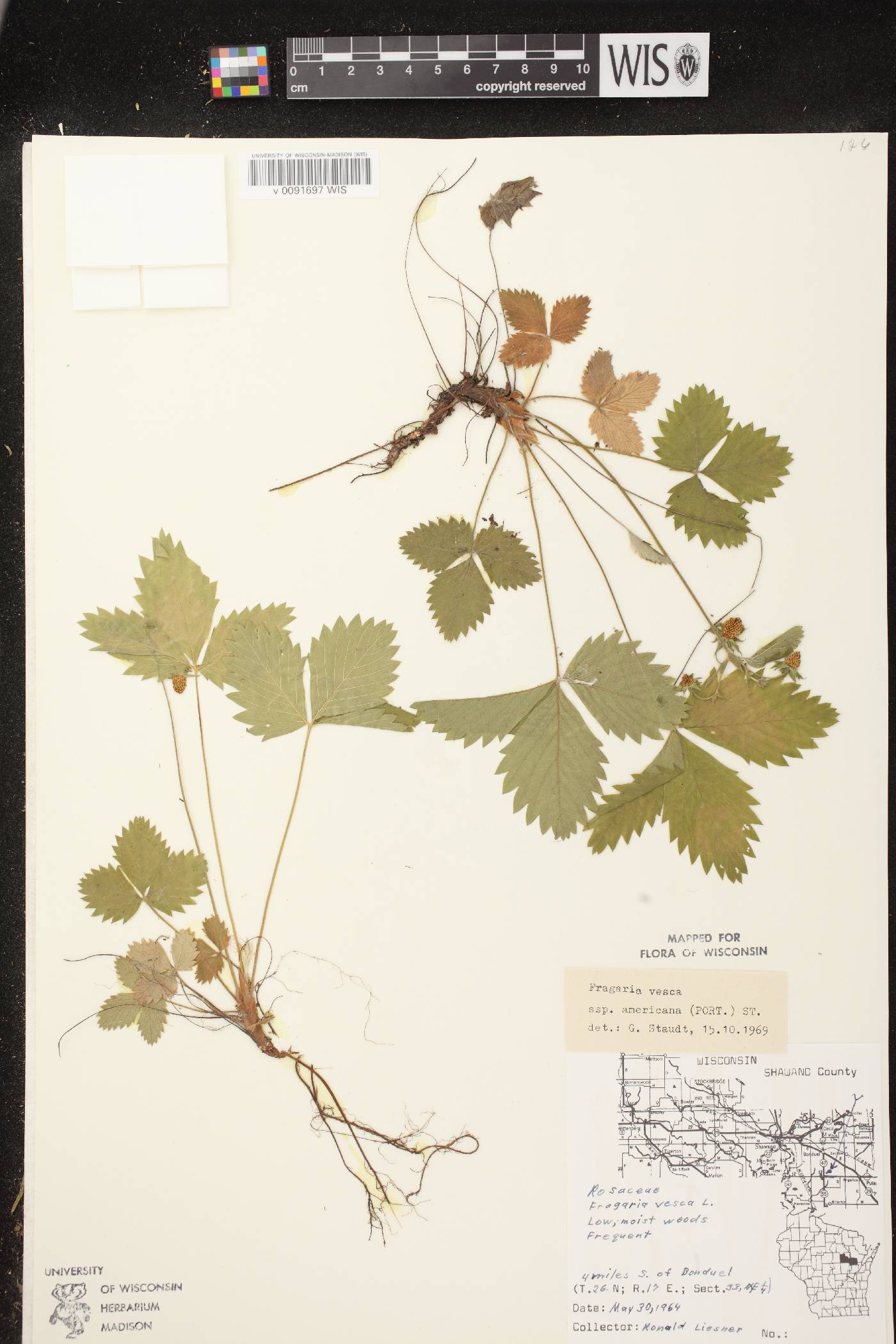 Fragaria vesca subsp. americana image