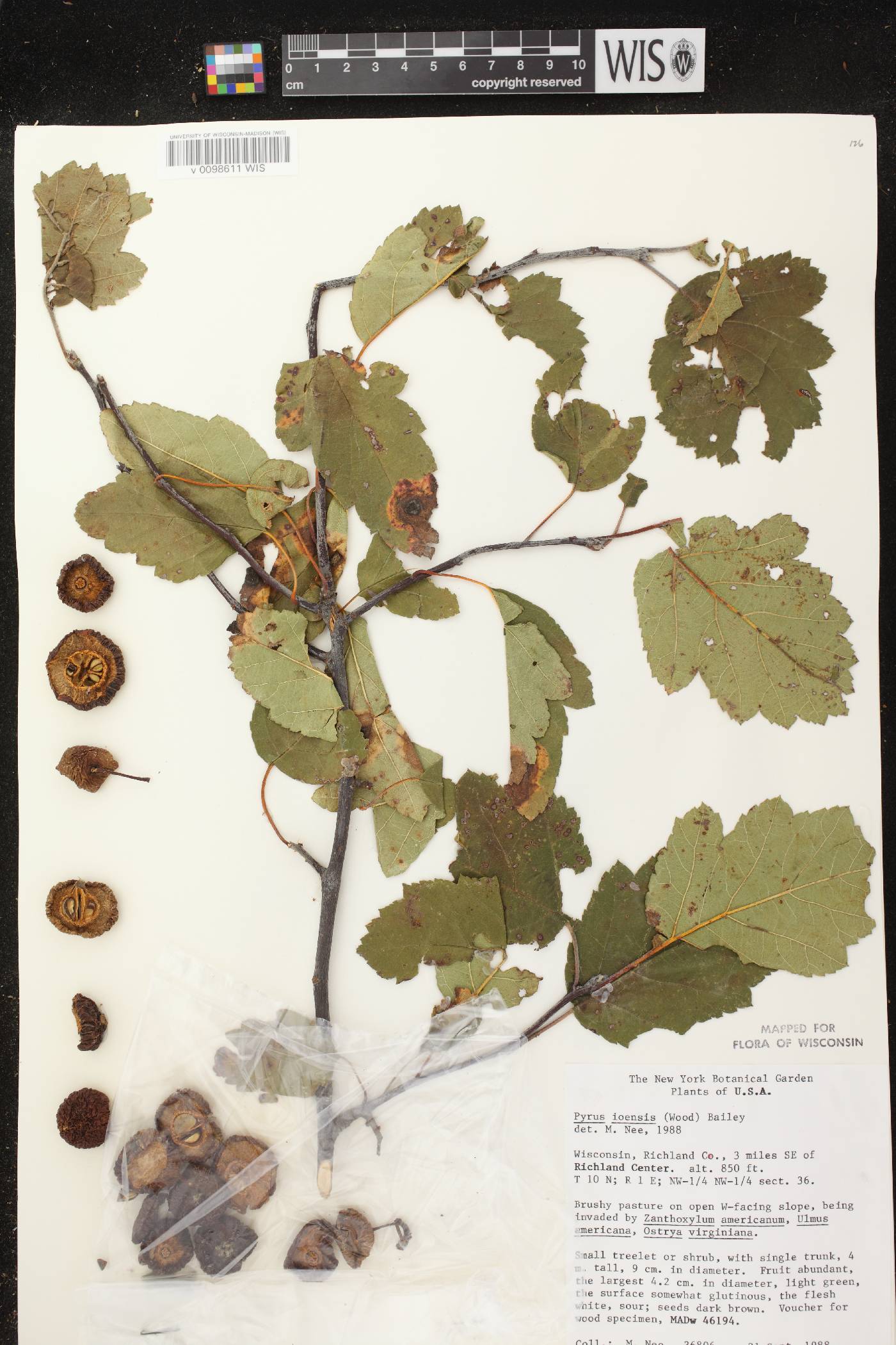 Malus ioensis image