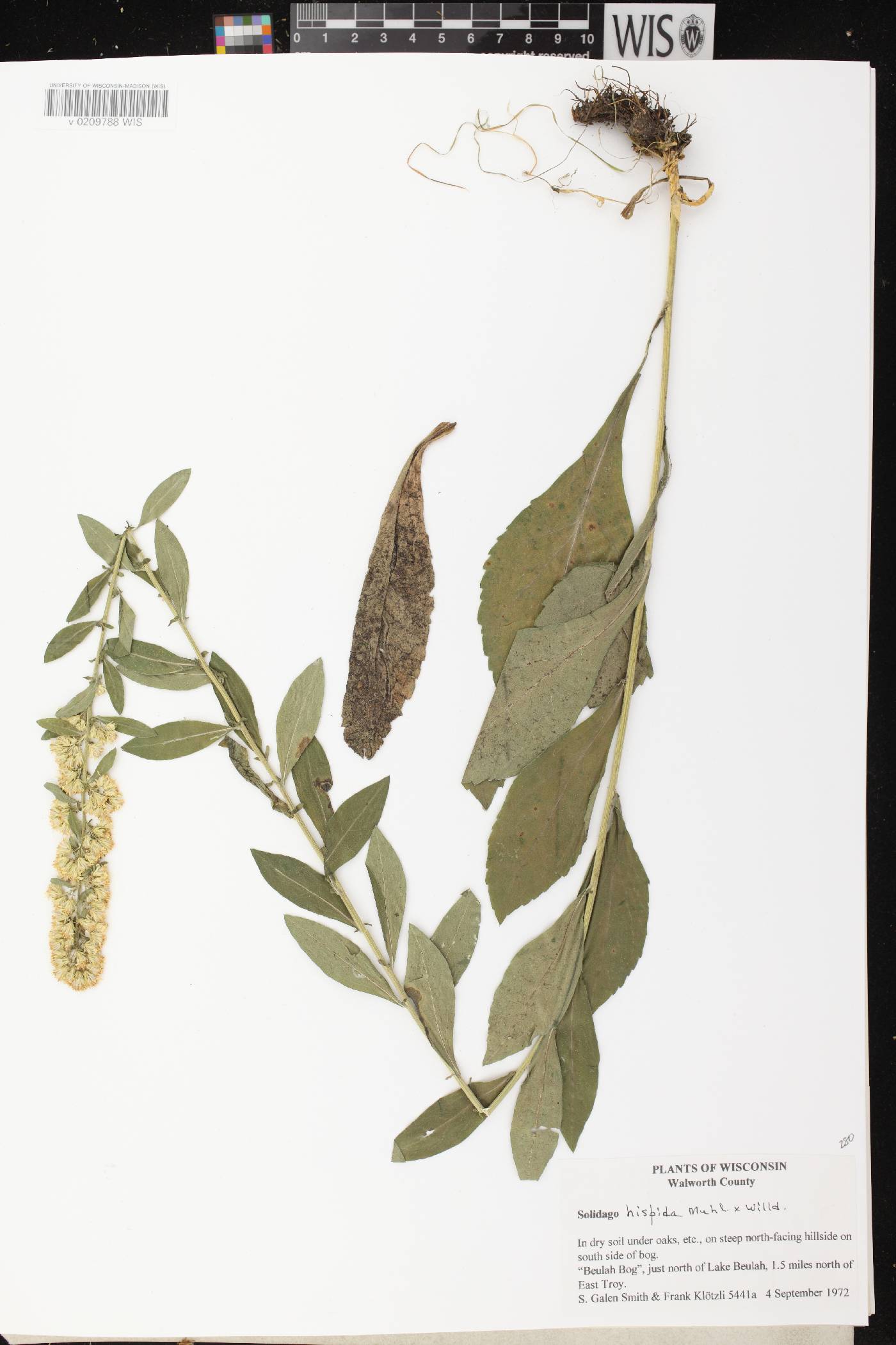 Solidago hispida image