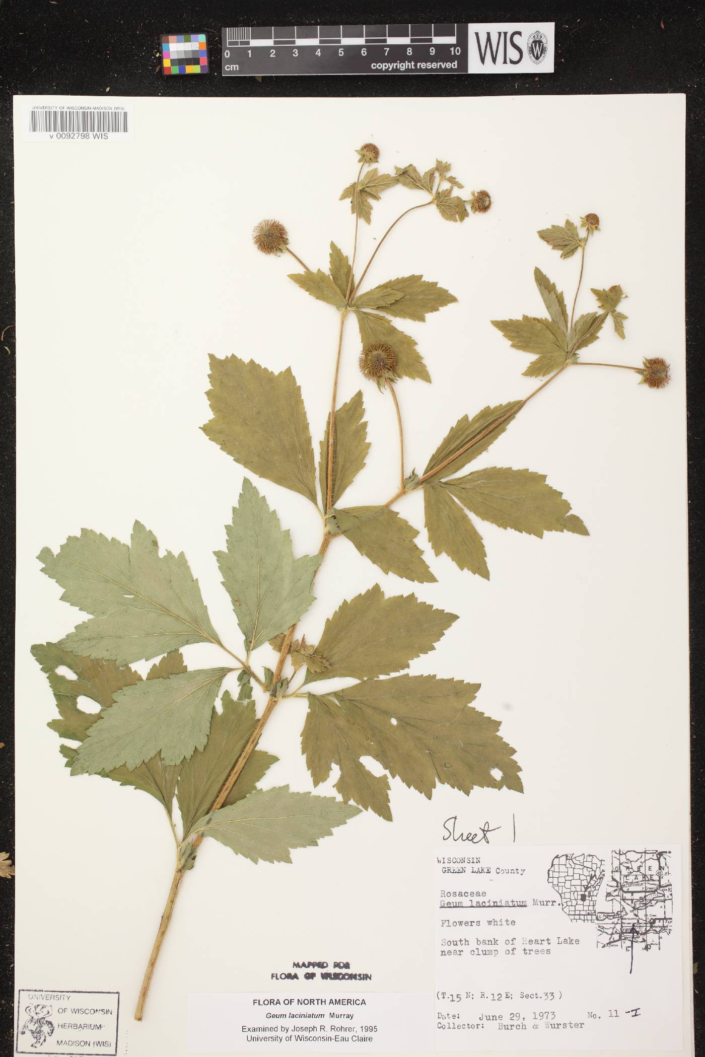 Geum laciniatum image